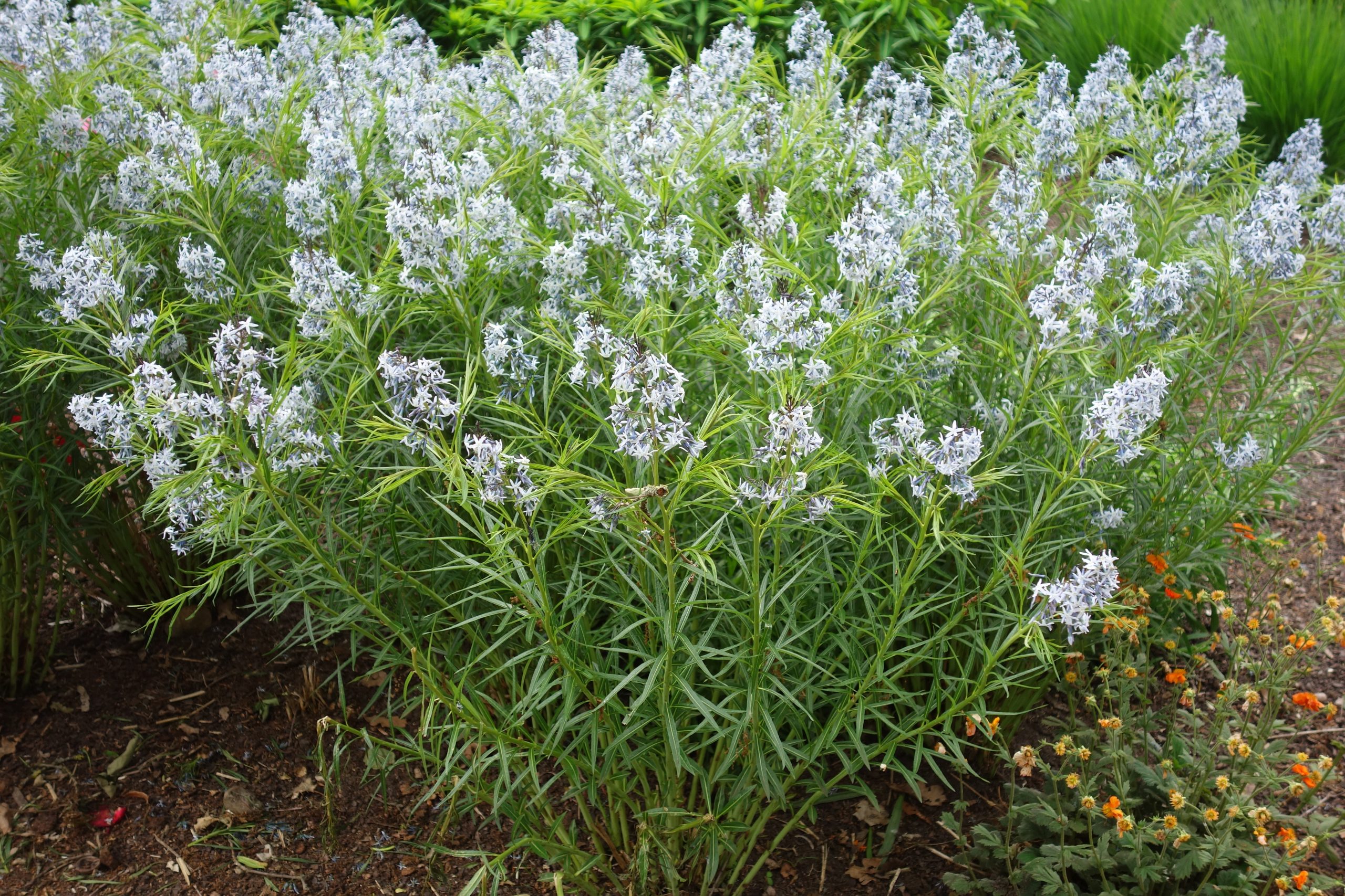 8236_amsonia_hubrichtii_SS_005.jpg