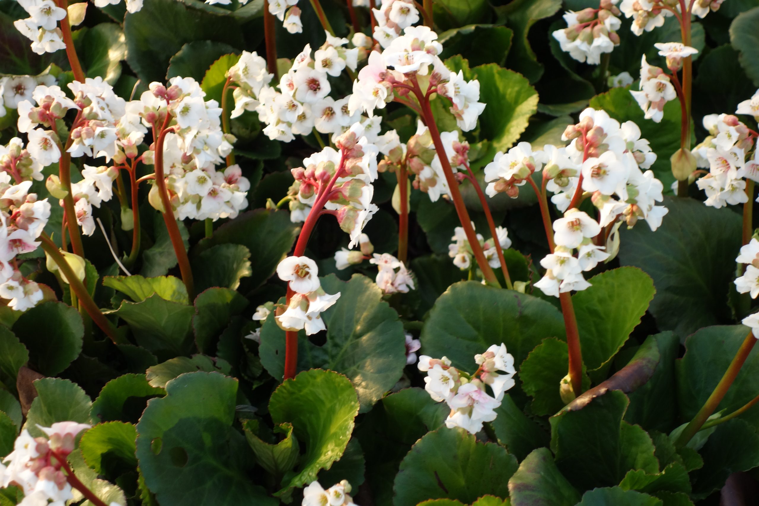 8268_bergenia_cordifolia_jelle_SS_002.jpg