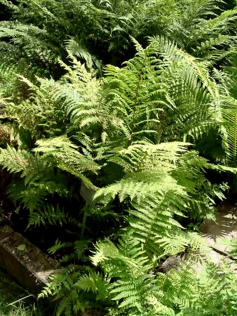 828_athyrium_filix_femina_XS_003.jpeg