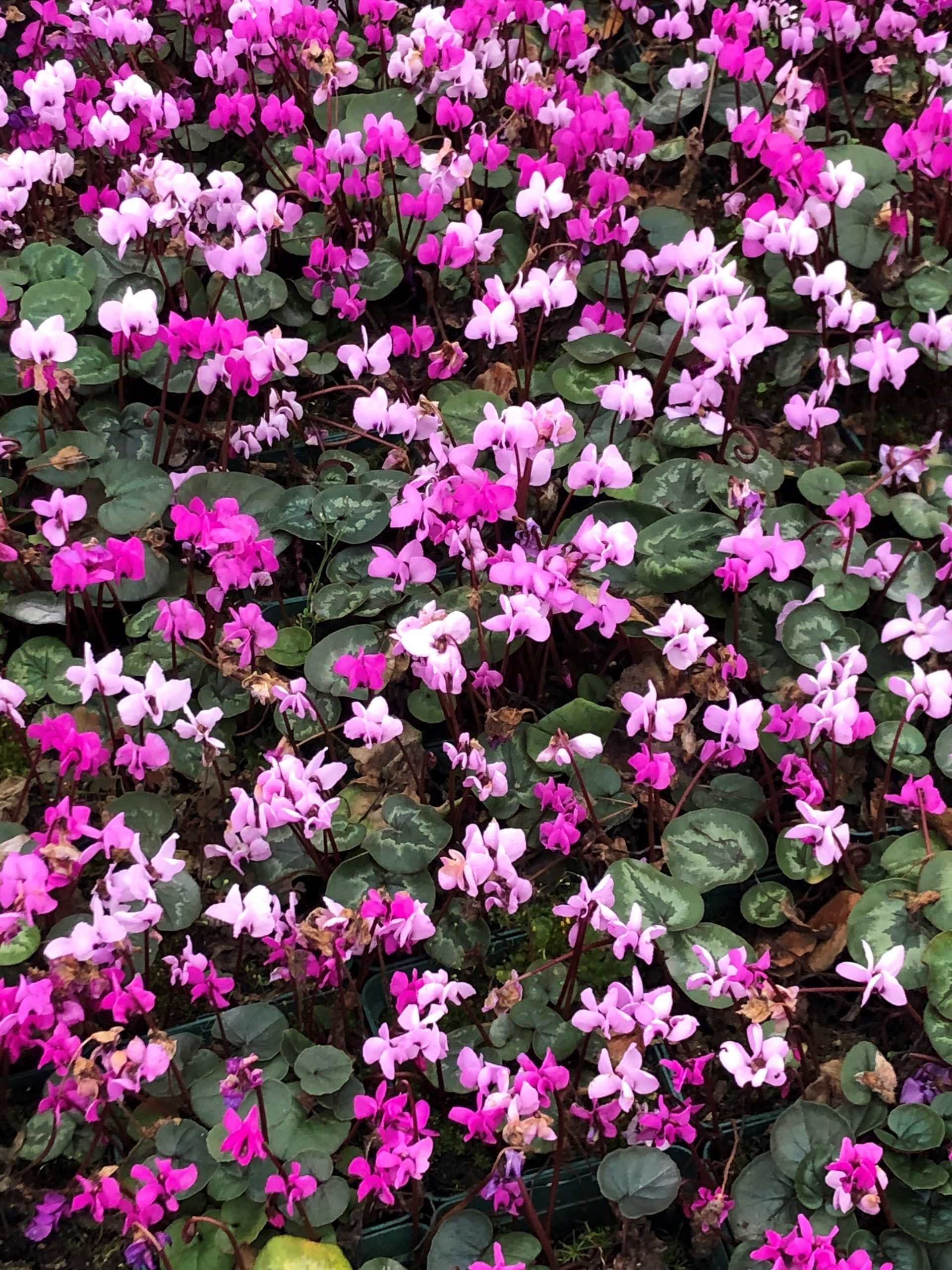 8290_cyclamen_coum_SS_004.jpg