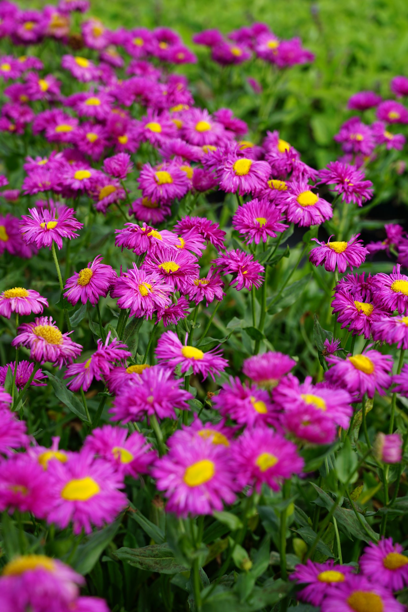8319_erigeron_cultorum_karminstrahl_SS_004.jpg