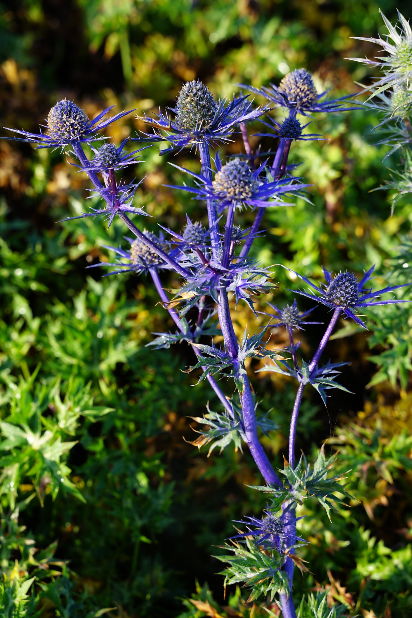 8321_eryngium_cultorum_lapis_blue_SS_002.jpg