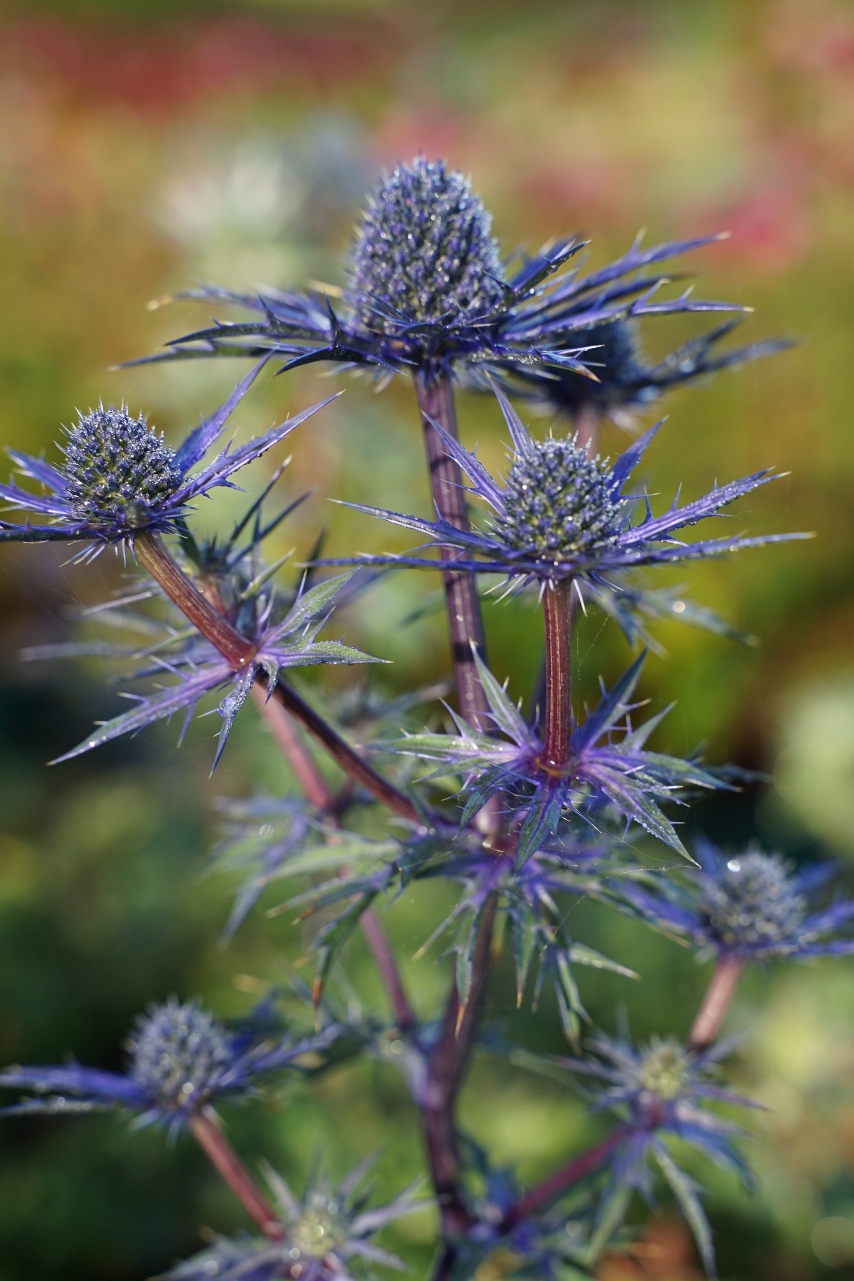 8322_eryngium_cultorum_lapis_blue_SS_003.jpg