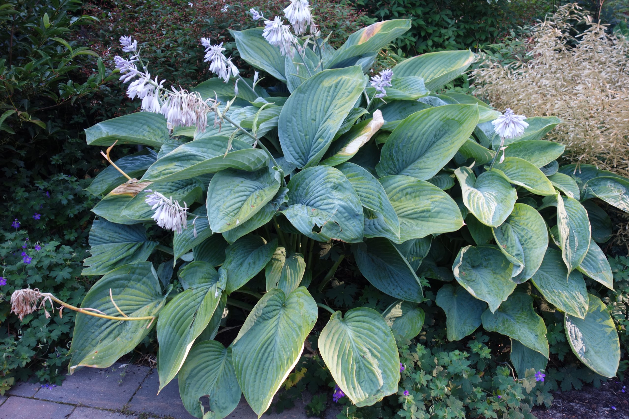 8351_hosta_cultorum_empress_wu_SS_001.jpg