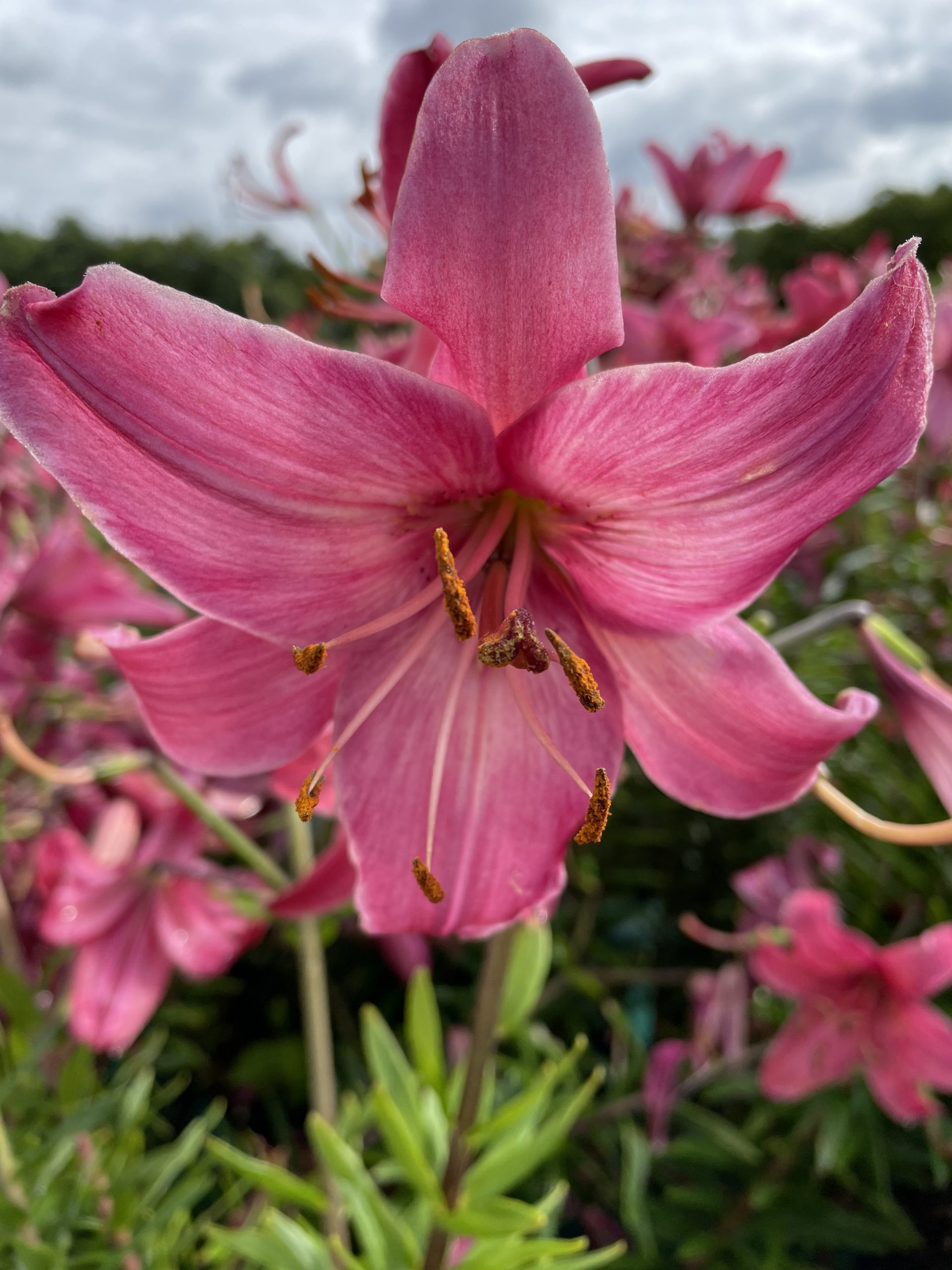 8363_lilium_cultorum_pink_flight_SS_002.jpg