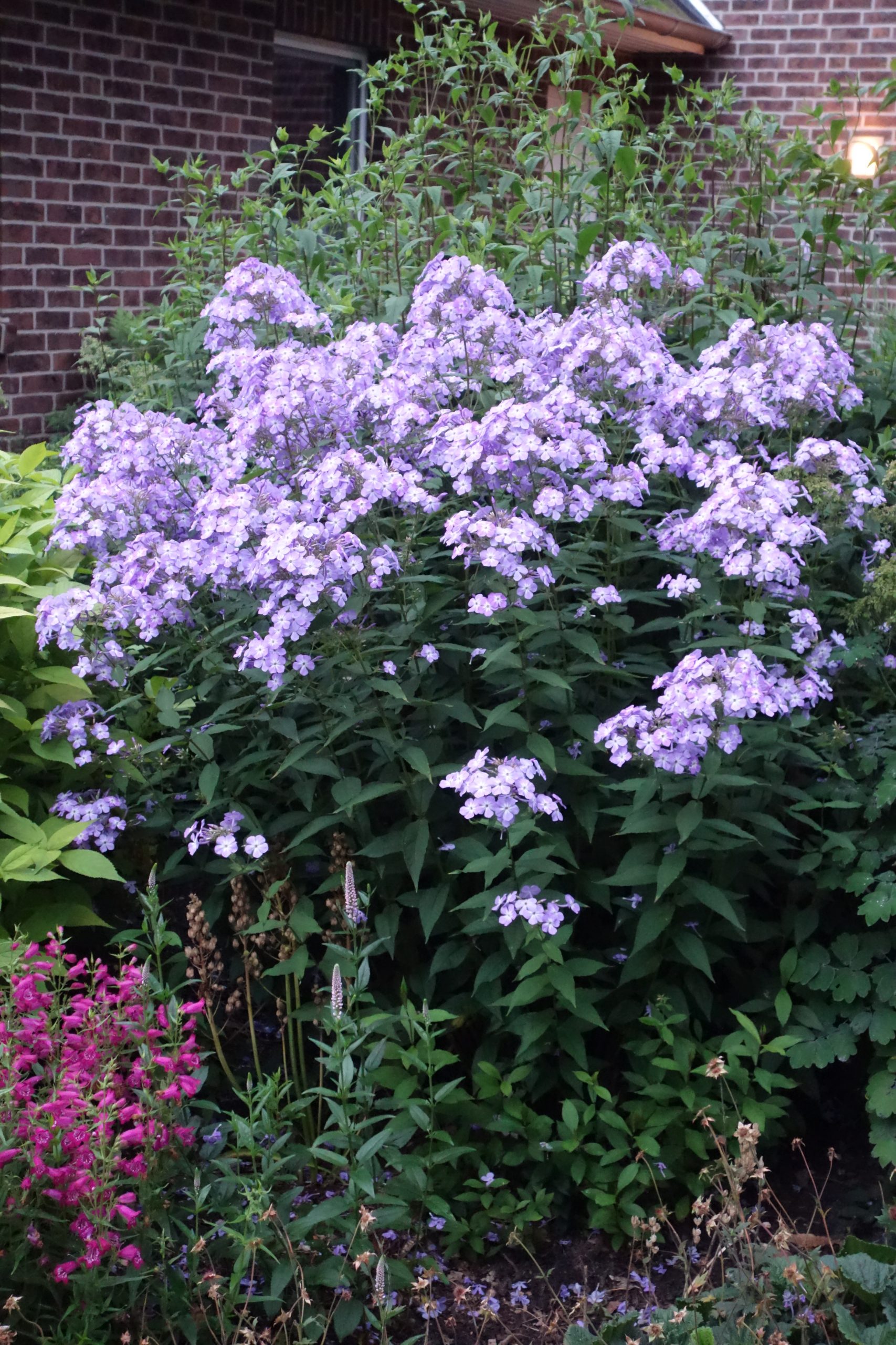 8399_phlox_paniculata_queen_paola_SS_003-1.jpg