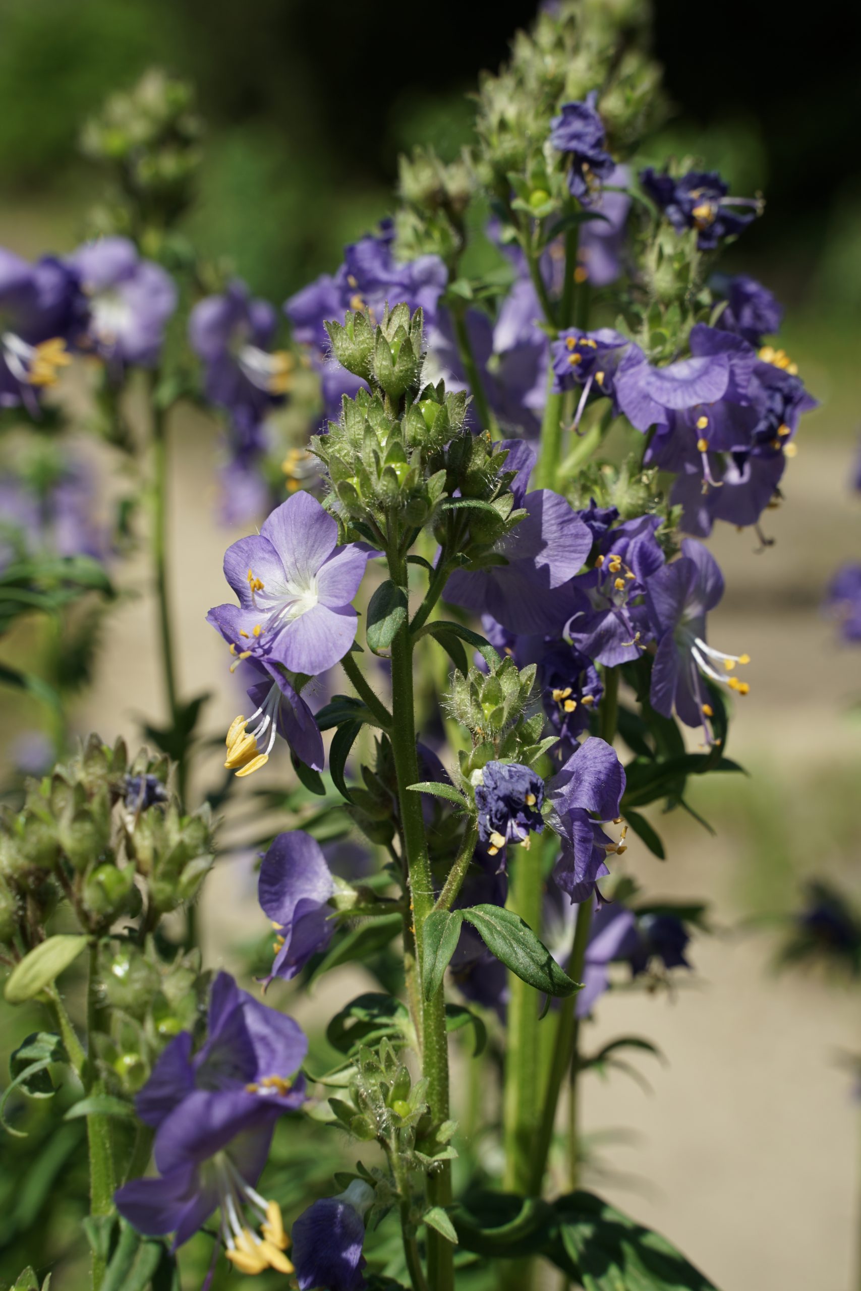 8407_polemonium_caeruleum_SS_003-1.jpg