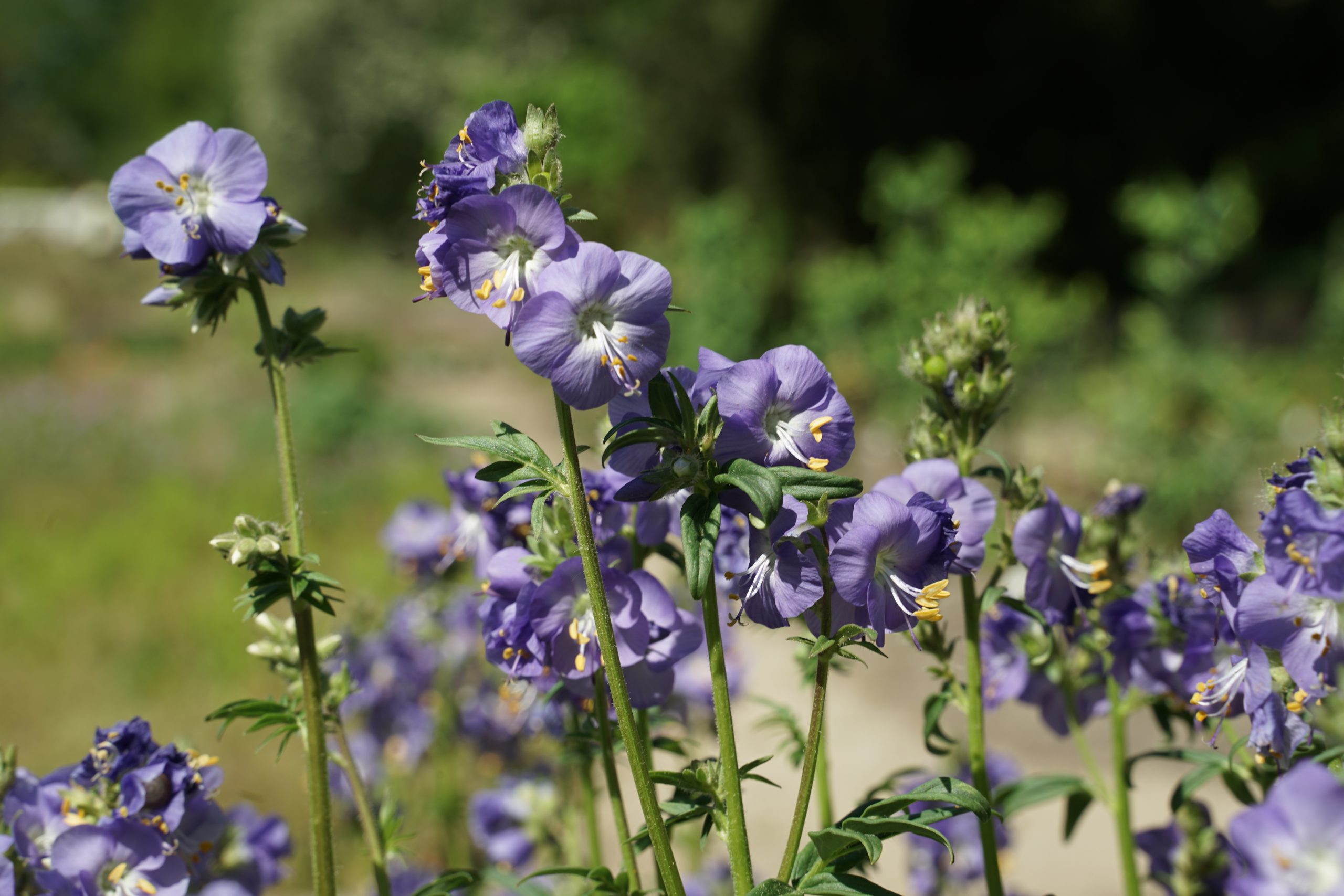 8408_polemonium_caeruleum_SS_004-1.jpg