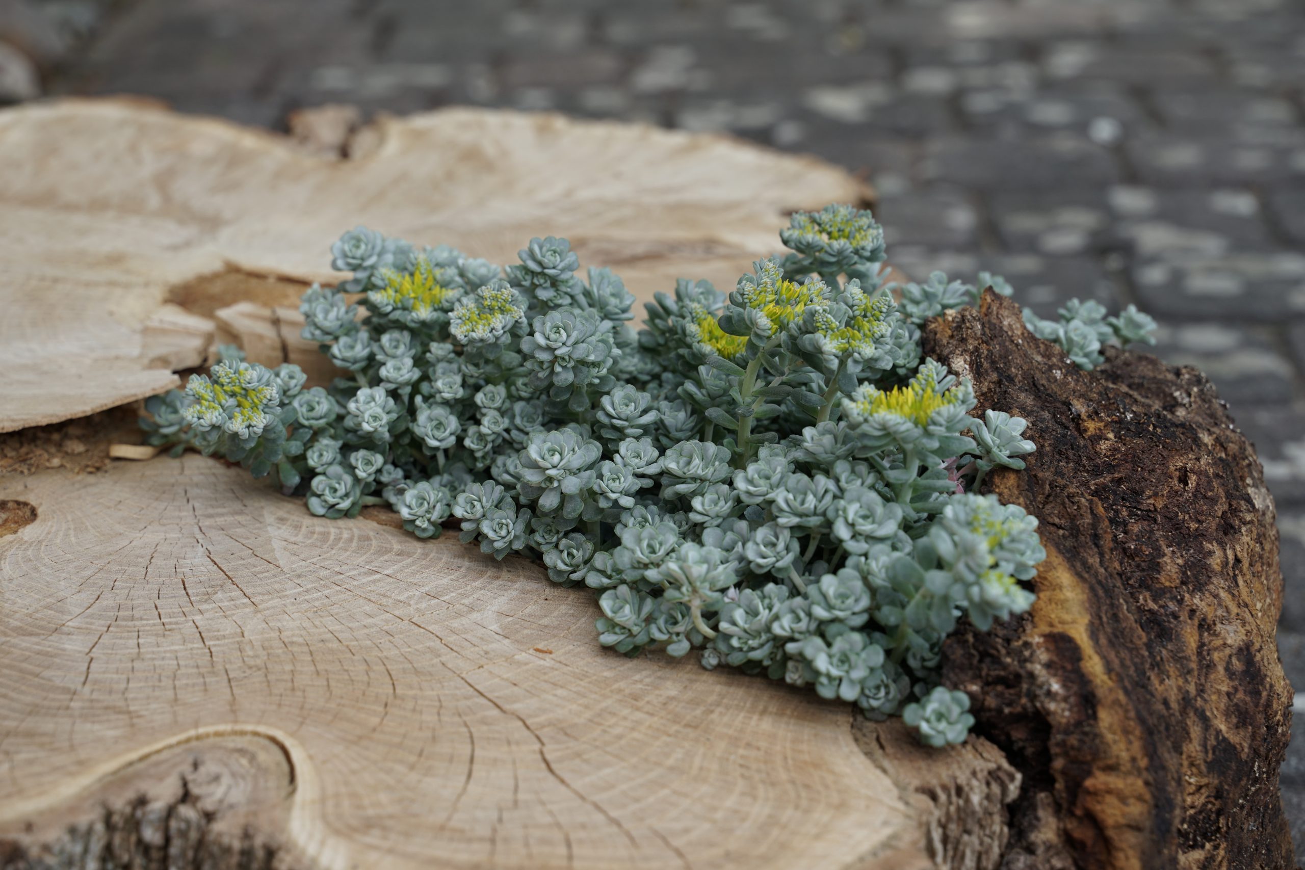 8440_sedum_spathulifolium_cape_blanco_SS_004-1.jpg