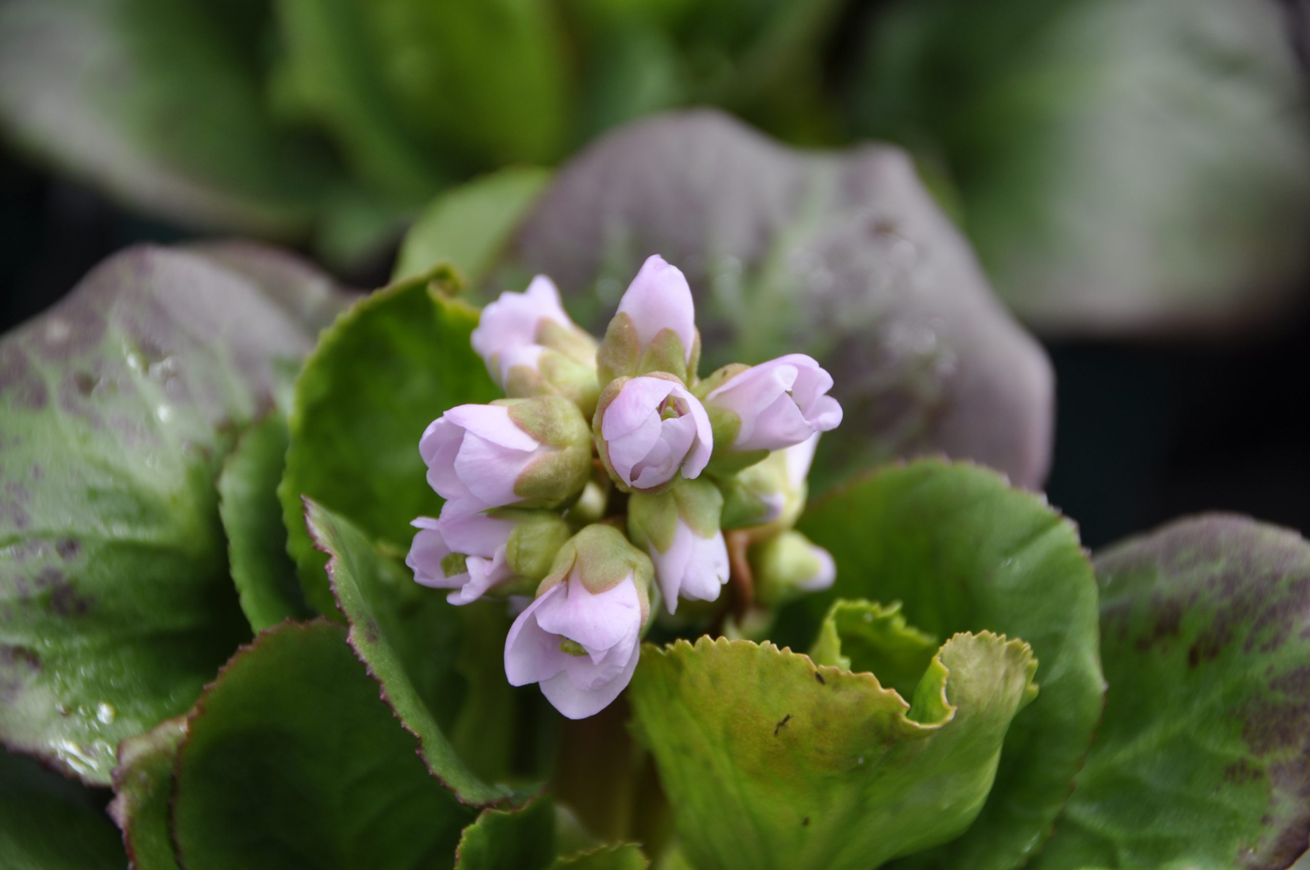 8564_bergenia_cordifolia_baby_doll_BG_003.jpg