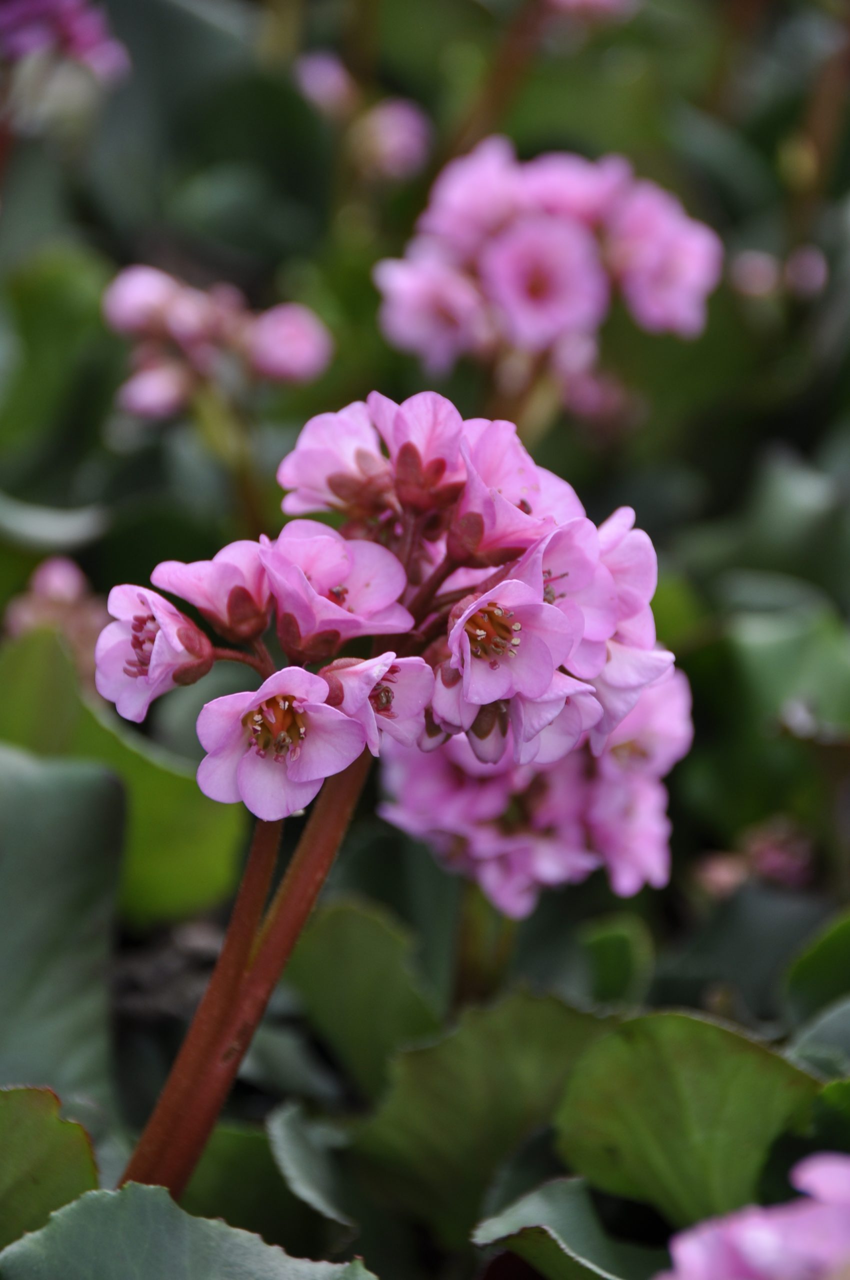 8566_bergenia_cordifolia_herbstblute_BG_001.jpg