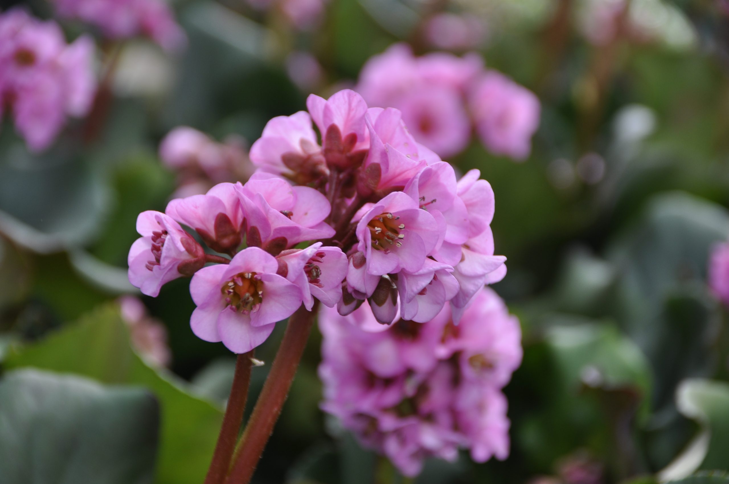 8567_bergenia_cordifolia_herbstblute_BG_002.jpg
