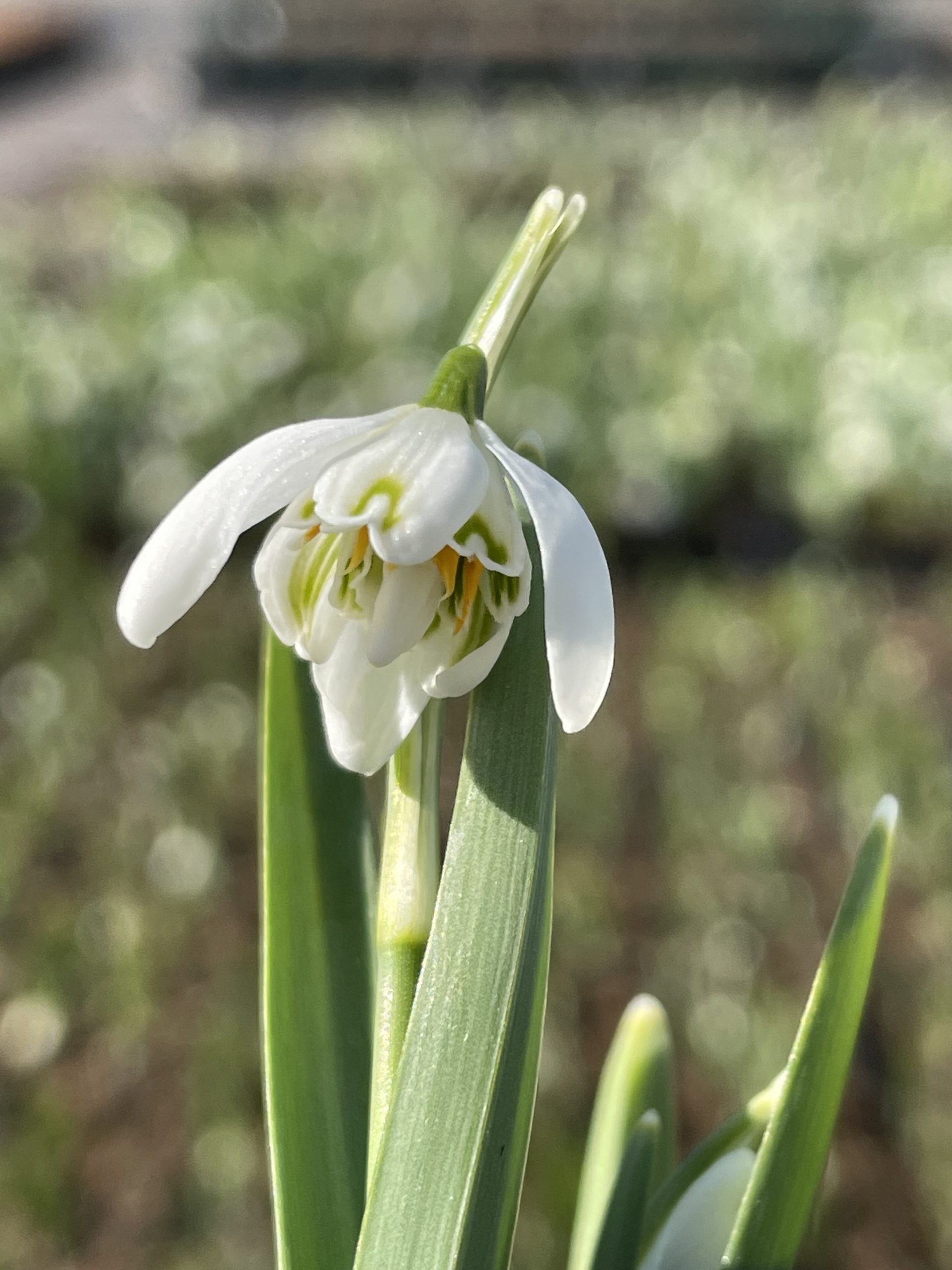 8575_galanthus_nivalis_flore_pleno_BG_001.jpg