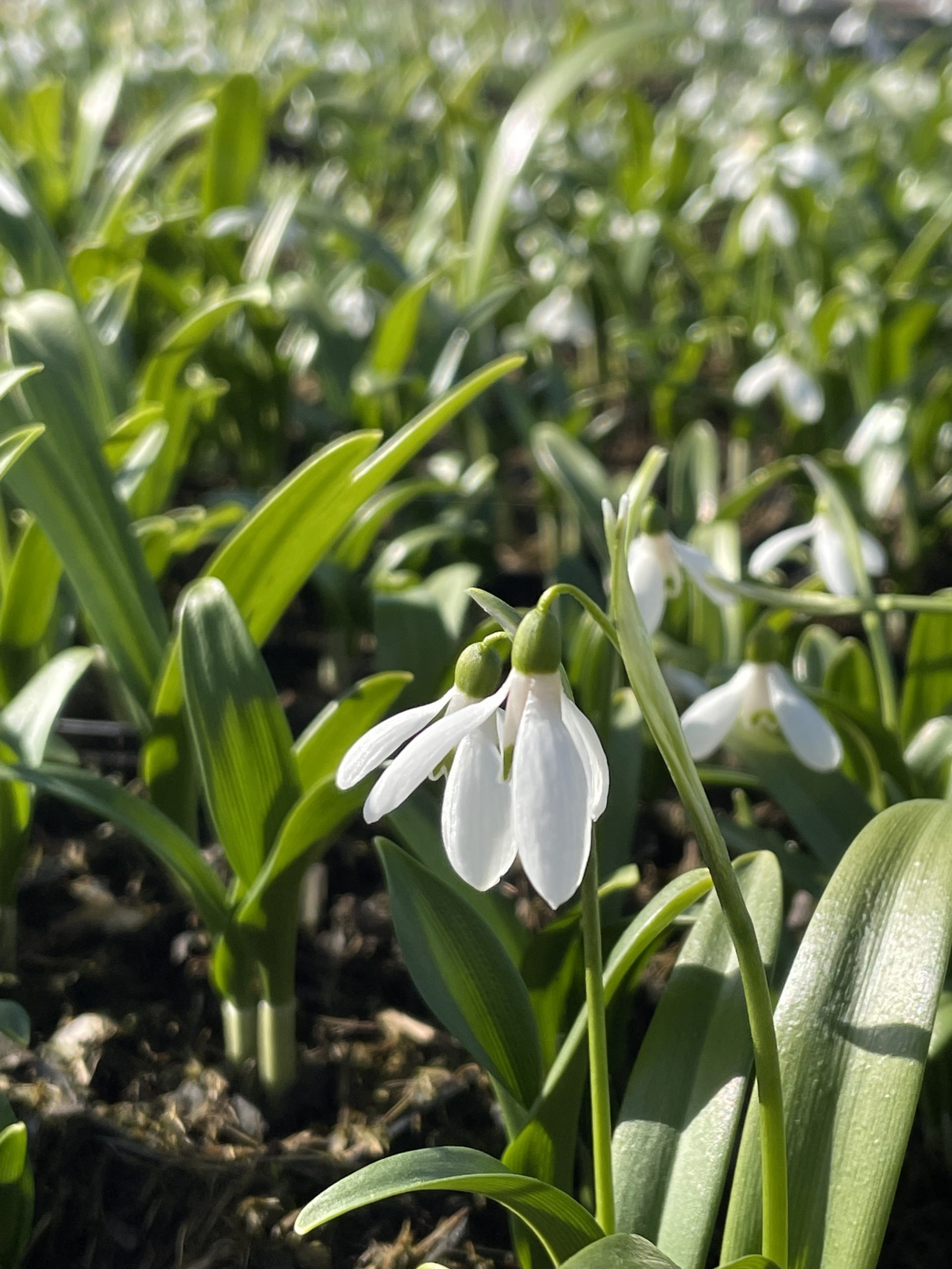 8576_galanthus_woronowii_BG_002.jpg