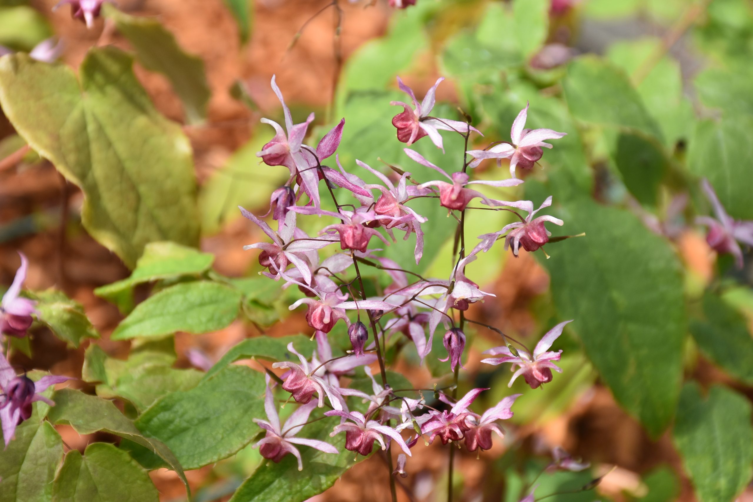 8593_epimedium_cultorum_asiatic_hybrid_XS_005.jpg
