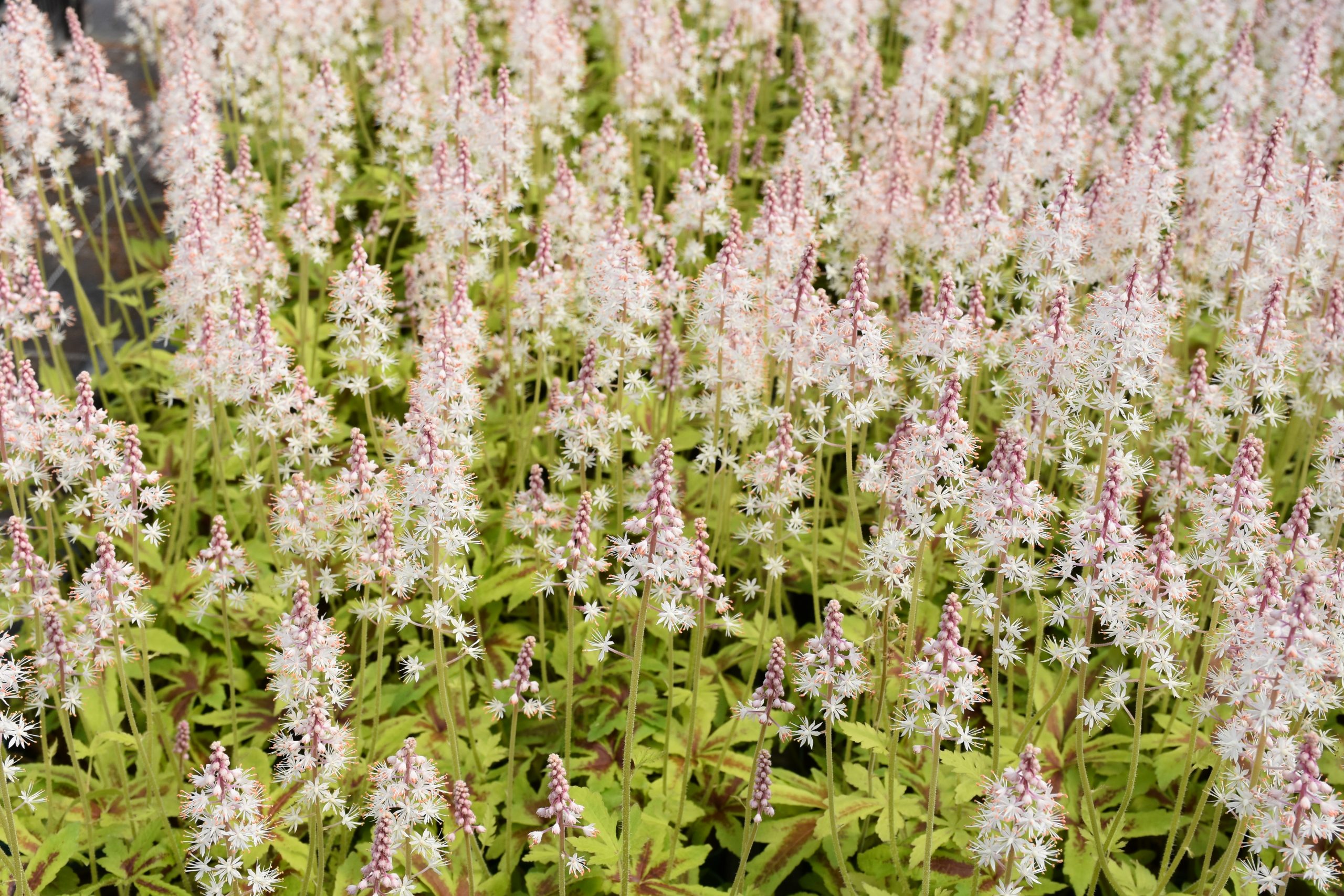 8595_tiarella_laciniata_iron_butterfly_XS_002.jpg