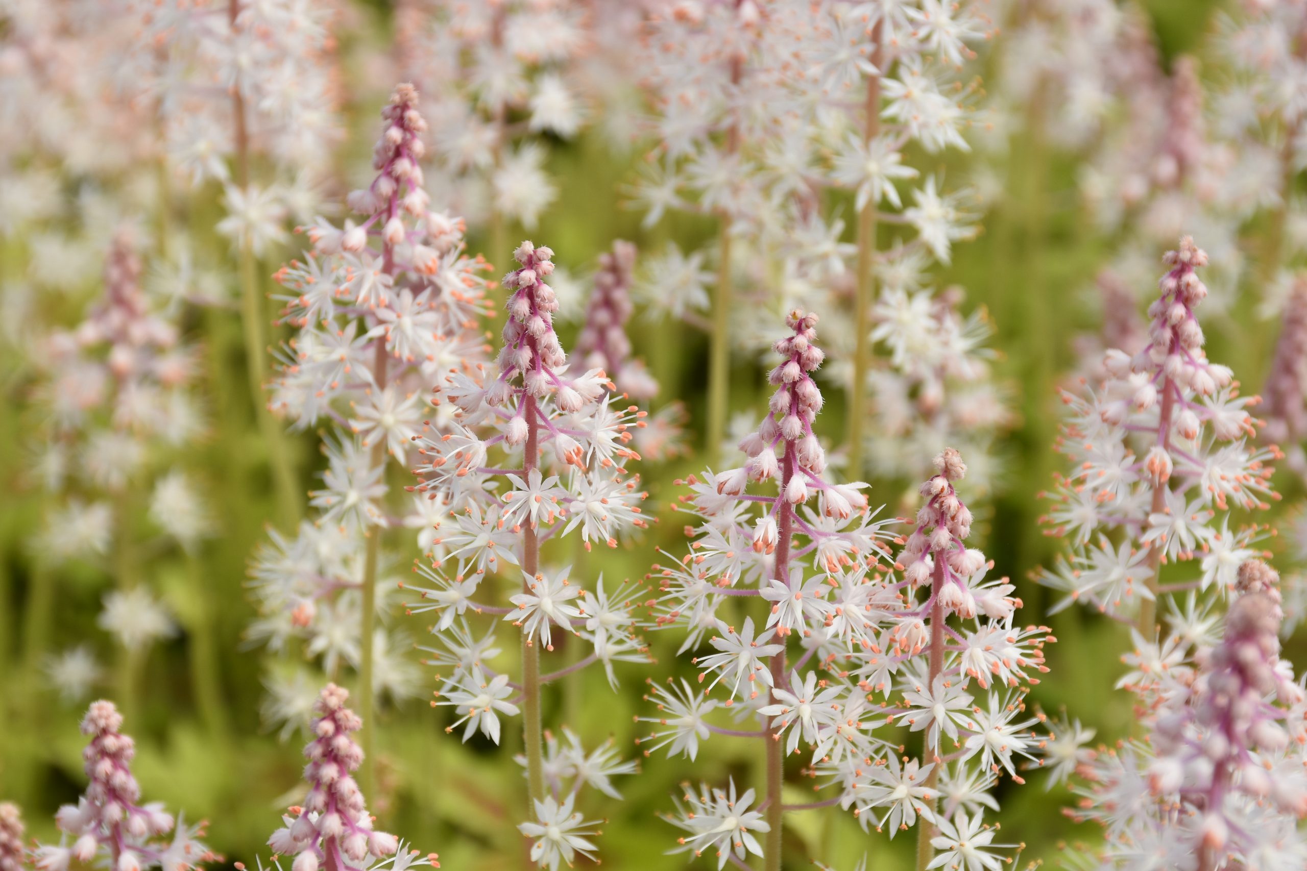 8596_tiarella_laciniata_iron_butterfly_XS_003.jpg