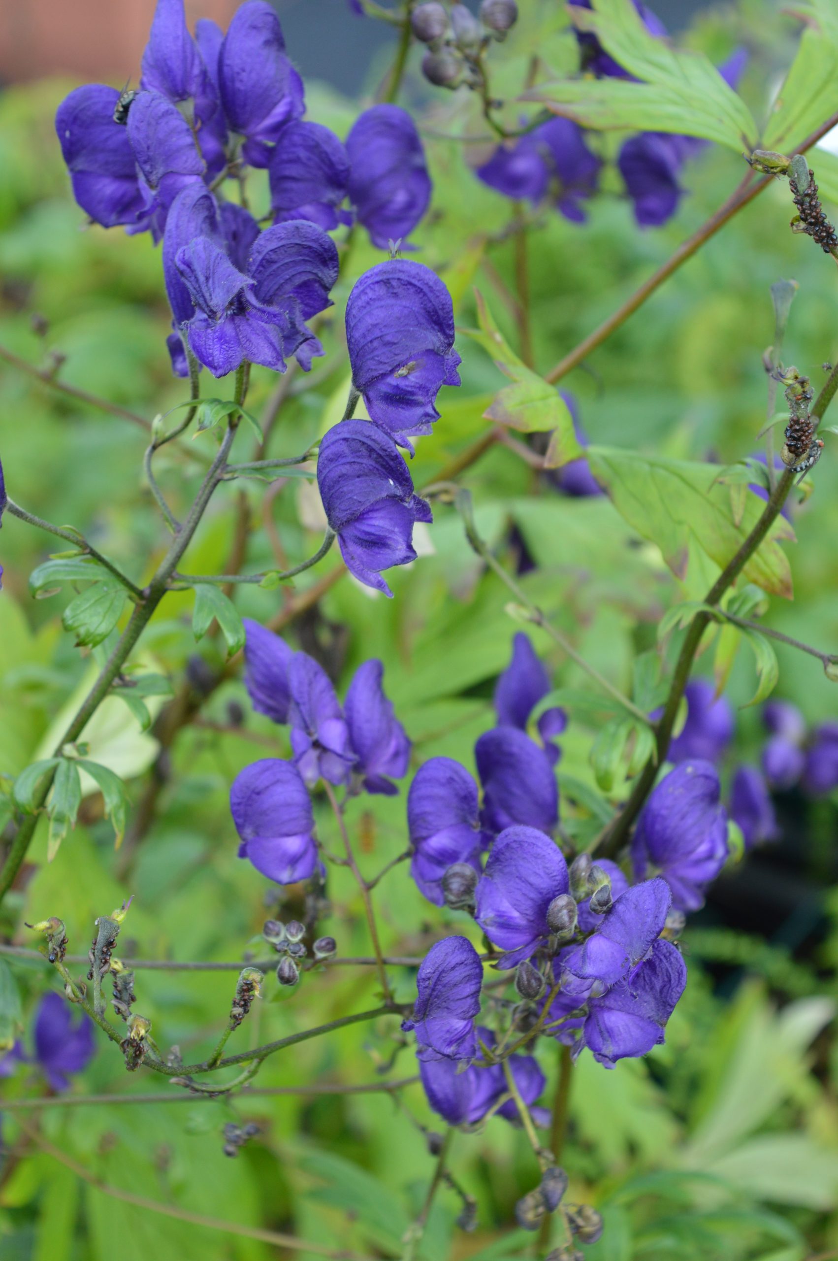 85_aconitum_henryi_spark_SS_001.jpeg