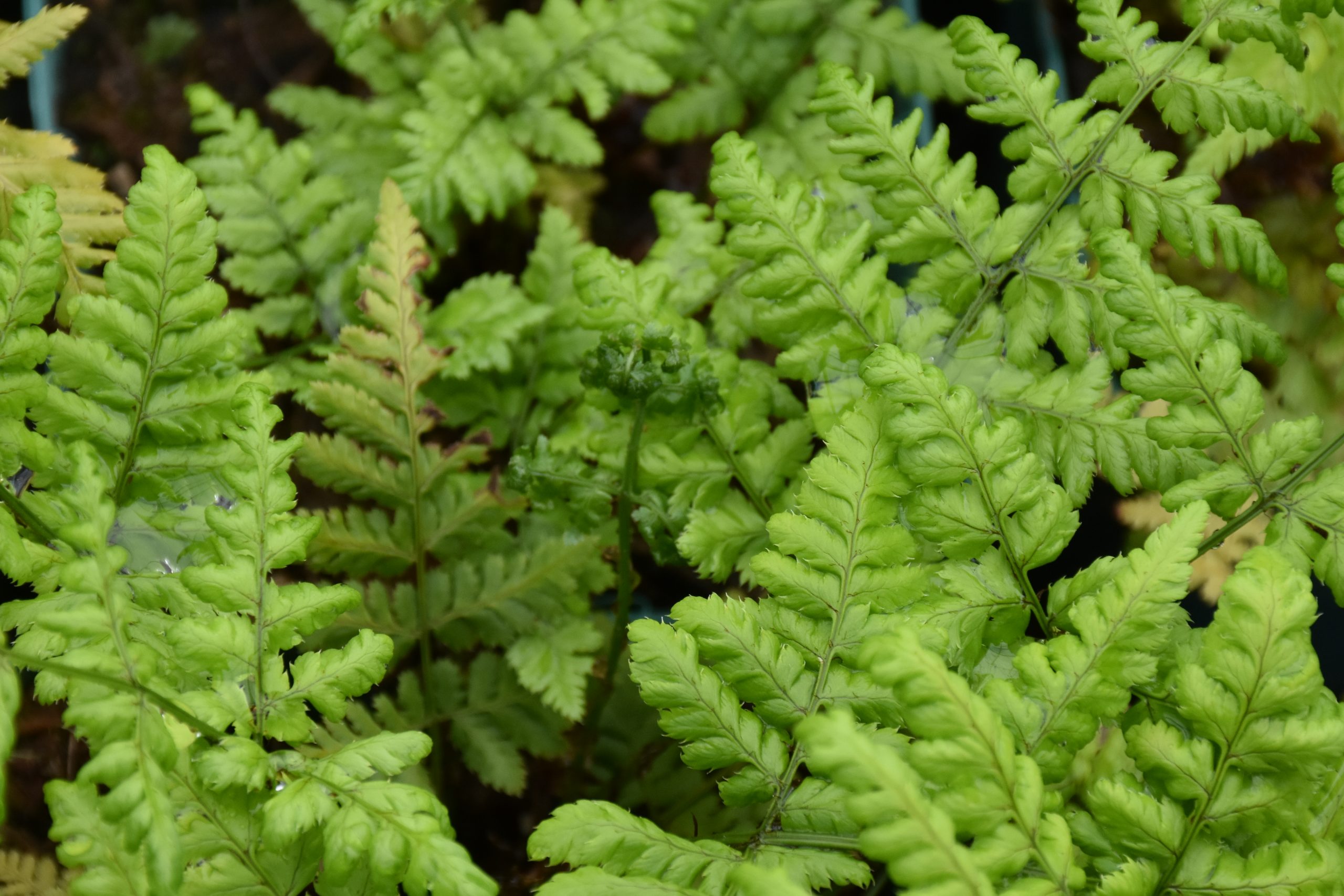8601_dryopteris_dilatata_XS_001.jpg