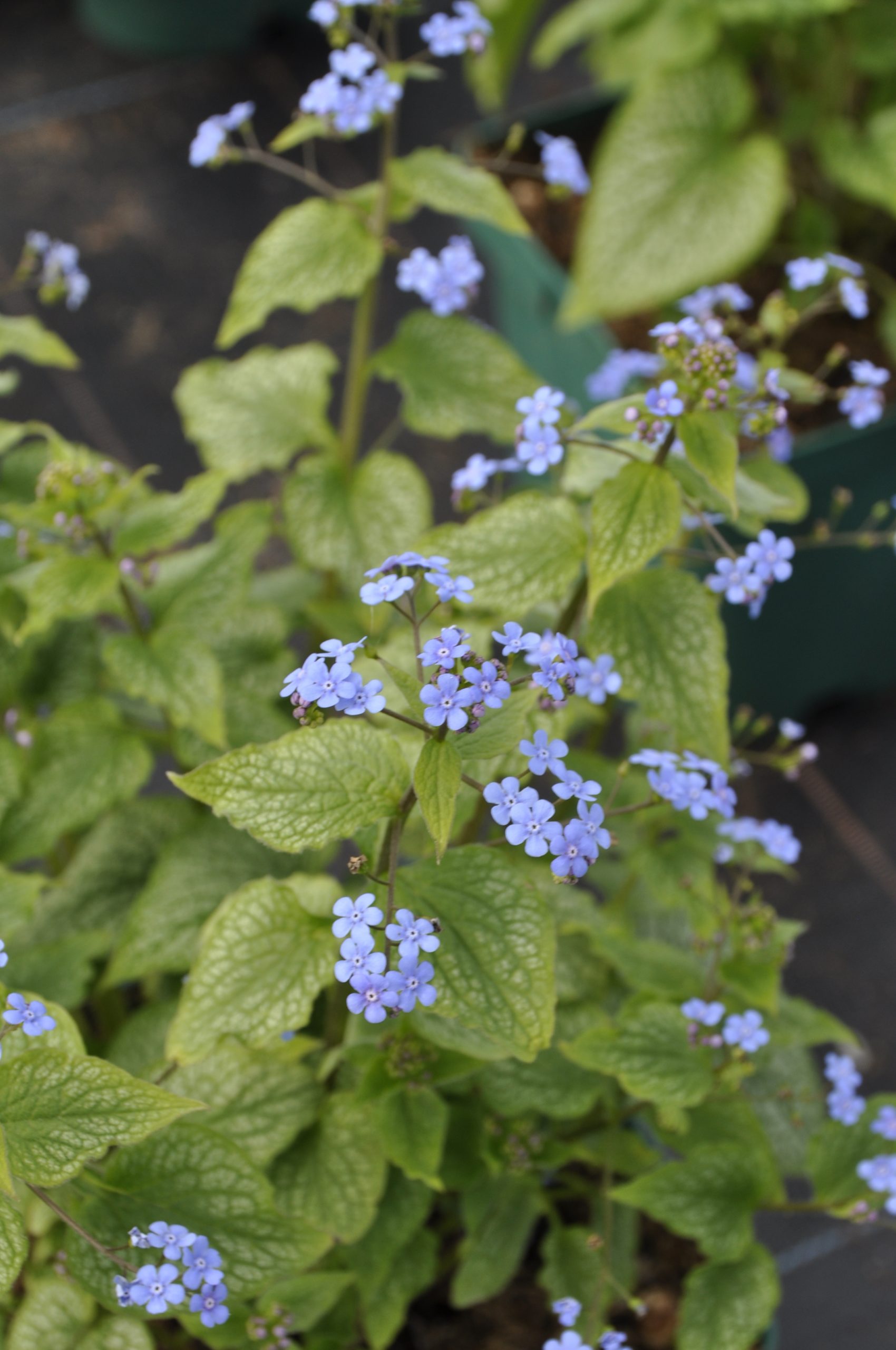 8608_brunnera_macrophylla_alexanders_great_BG_004.jpg