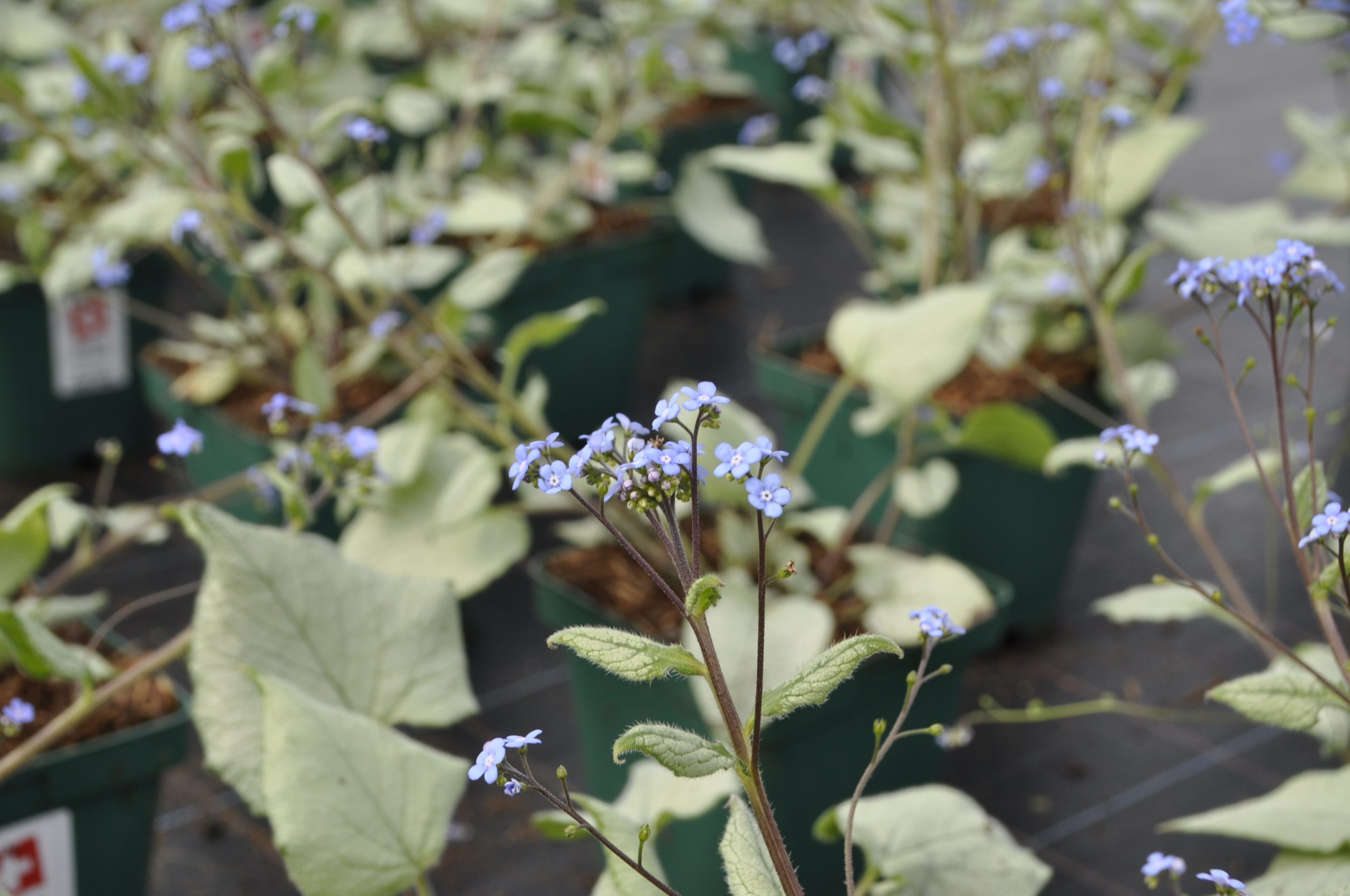 8609_brunnera_macrophylla_looking_glass_BG_004.jpg