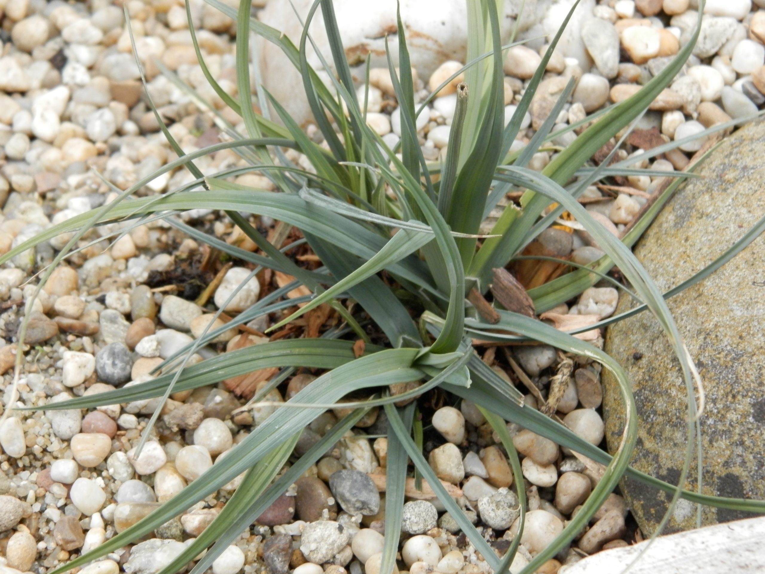 8621_carex_panicea_pamira_XS_003.jpg