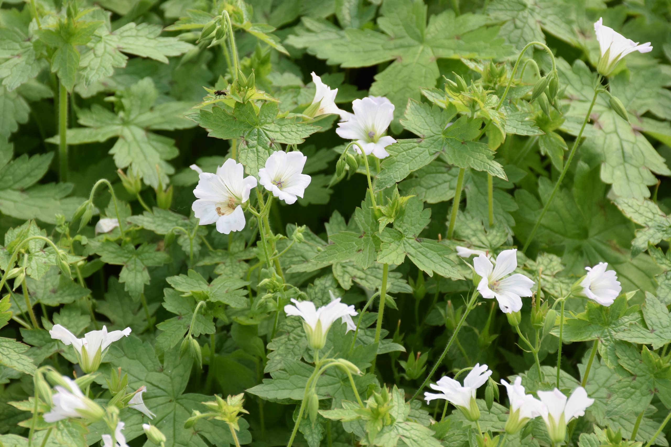 8635_geranium_oxonianum_ankums_white_XS_001.jpg
