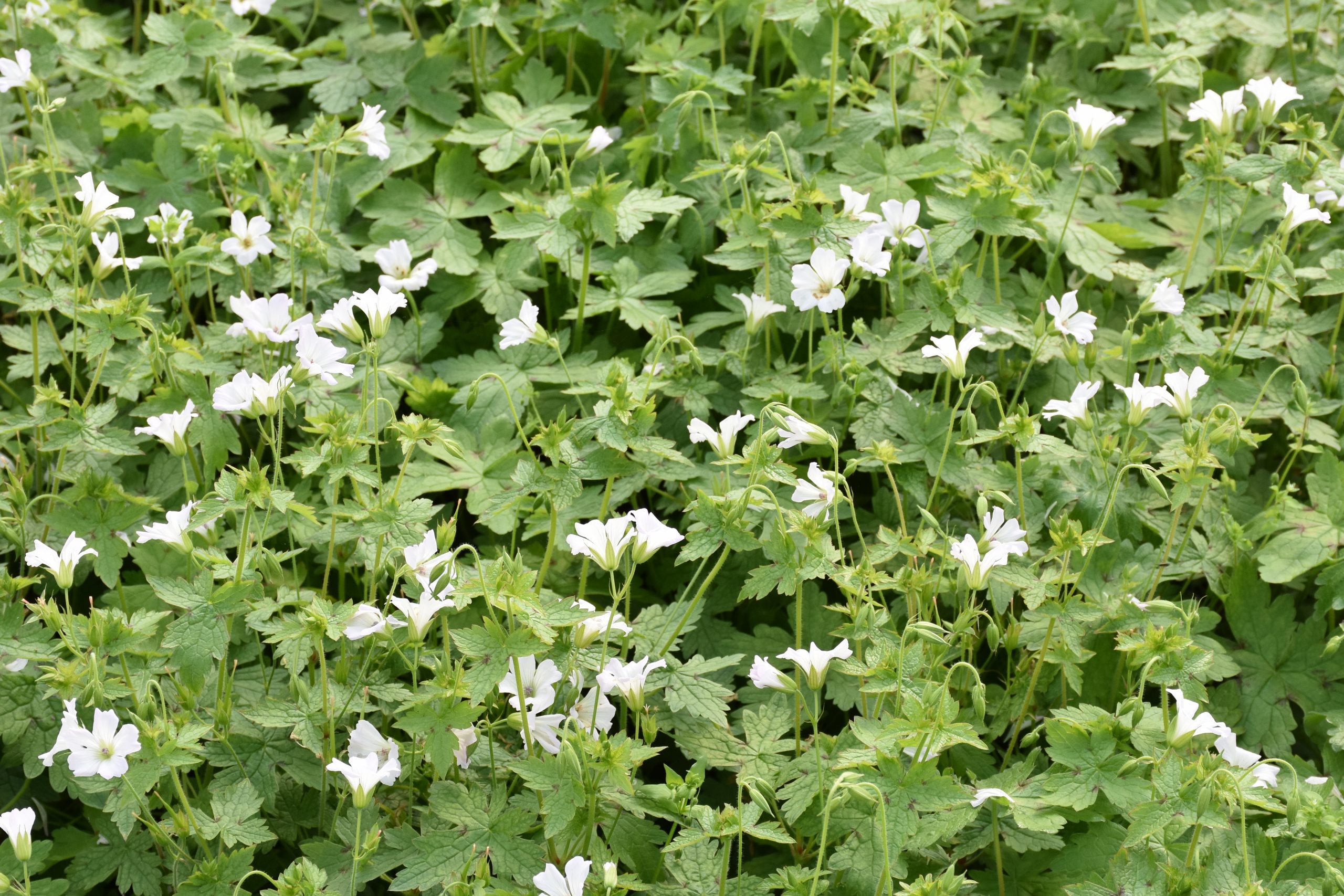 8636_geranium_oxonianum_ankums_white_XS_002.jpg
