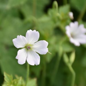Geranium x oxonianum 'Ankum´s White'