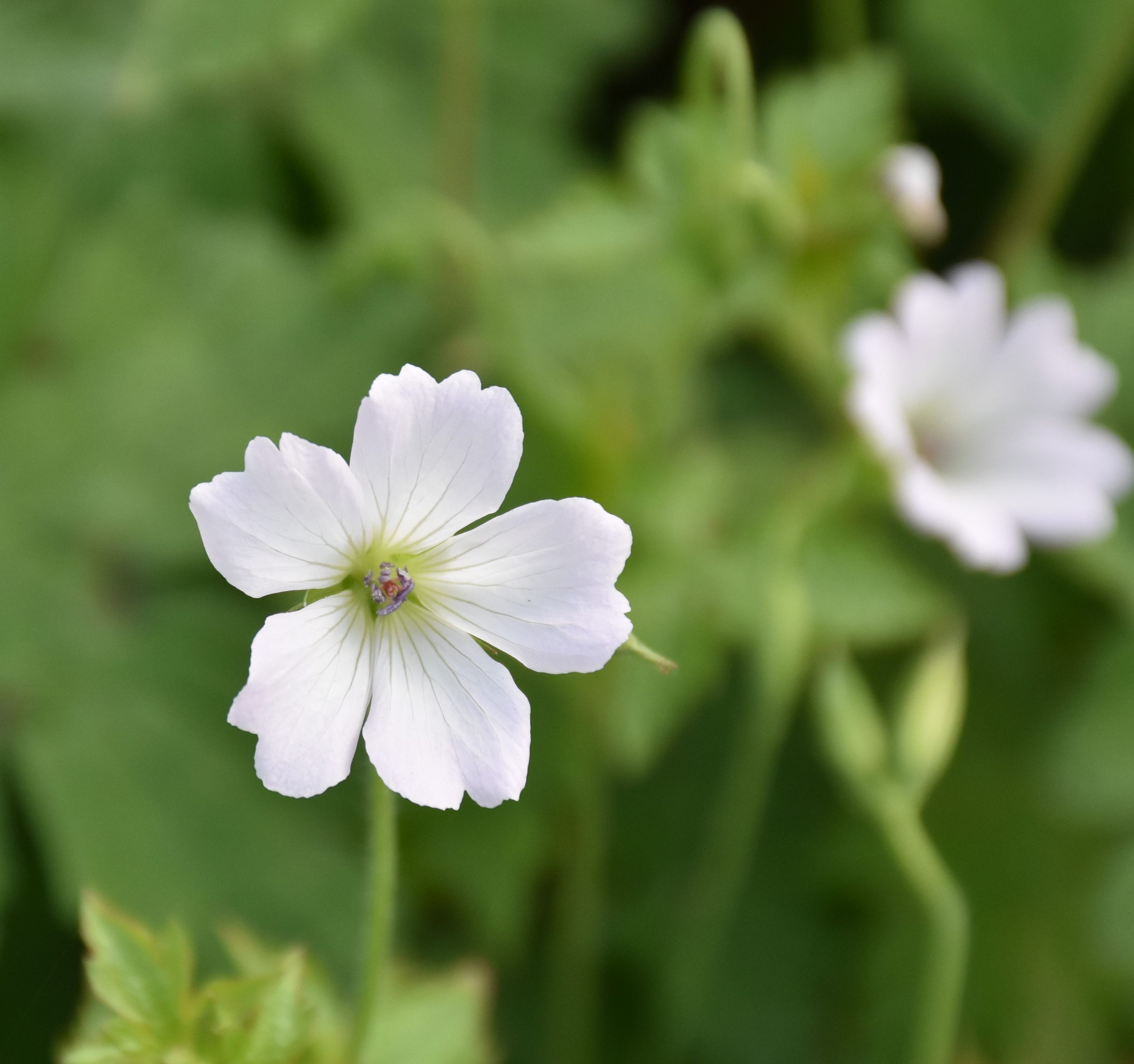 8637_geranium_oxonianum_ankums_white_XS_003.jpg