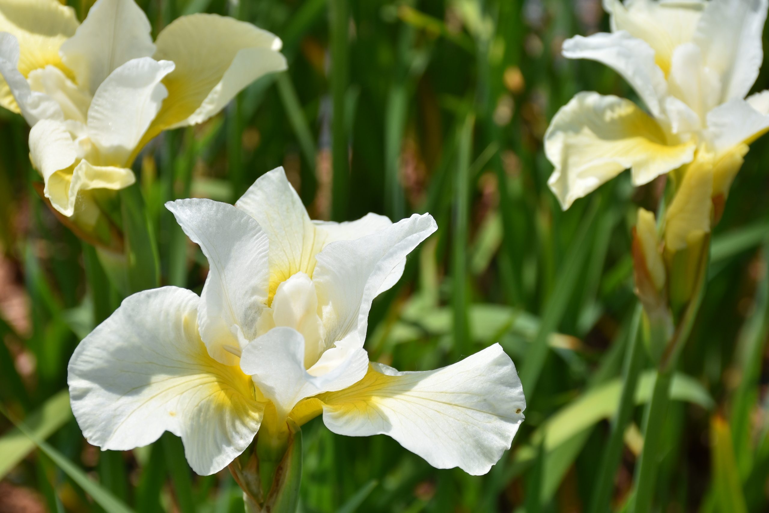 8644_iris_sibirica_white_swirl_XS_004.jpg