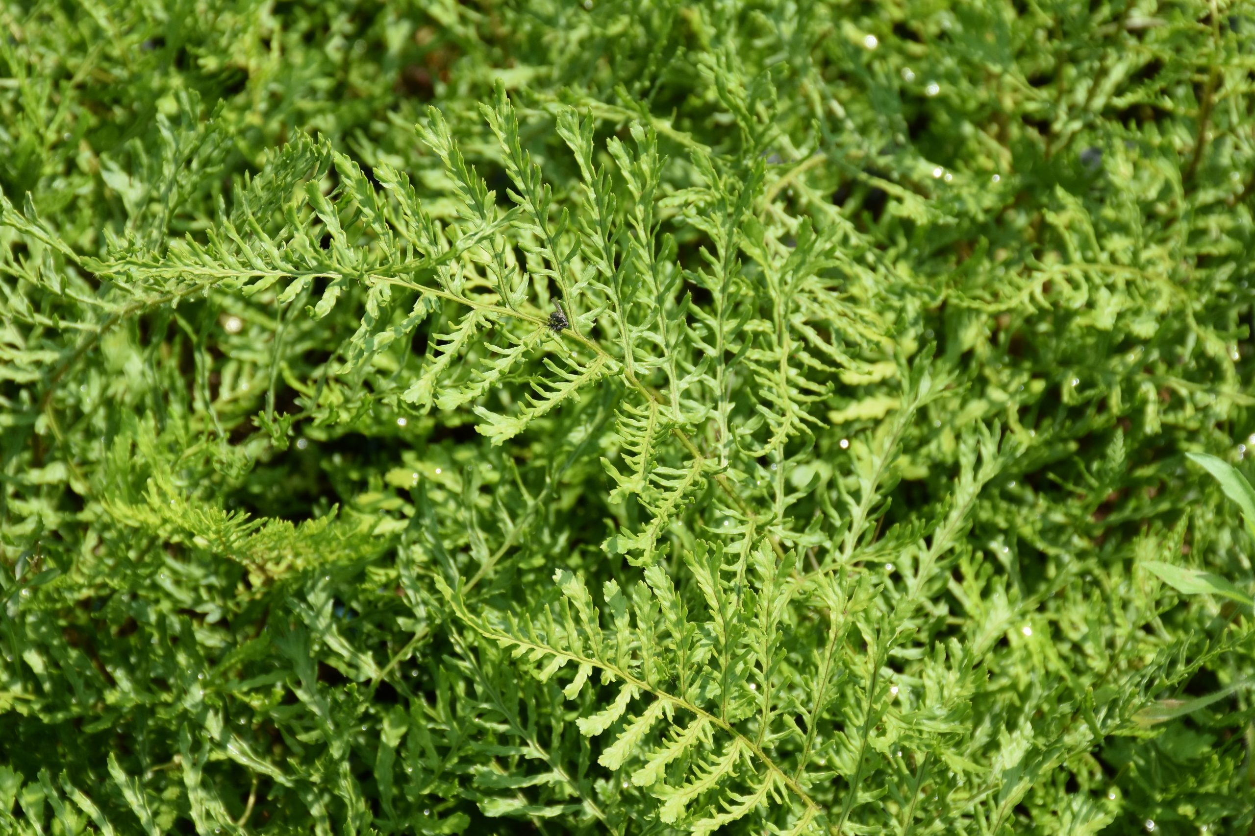 8690_dryopteris_filix_mas_linearis_polydactylon_XS_001.jpg