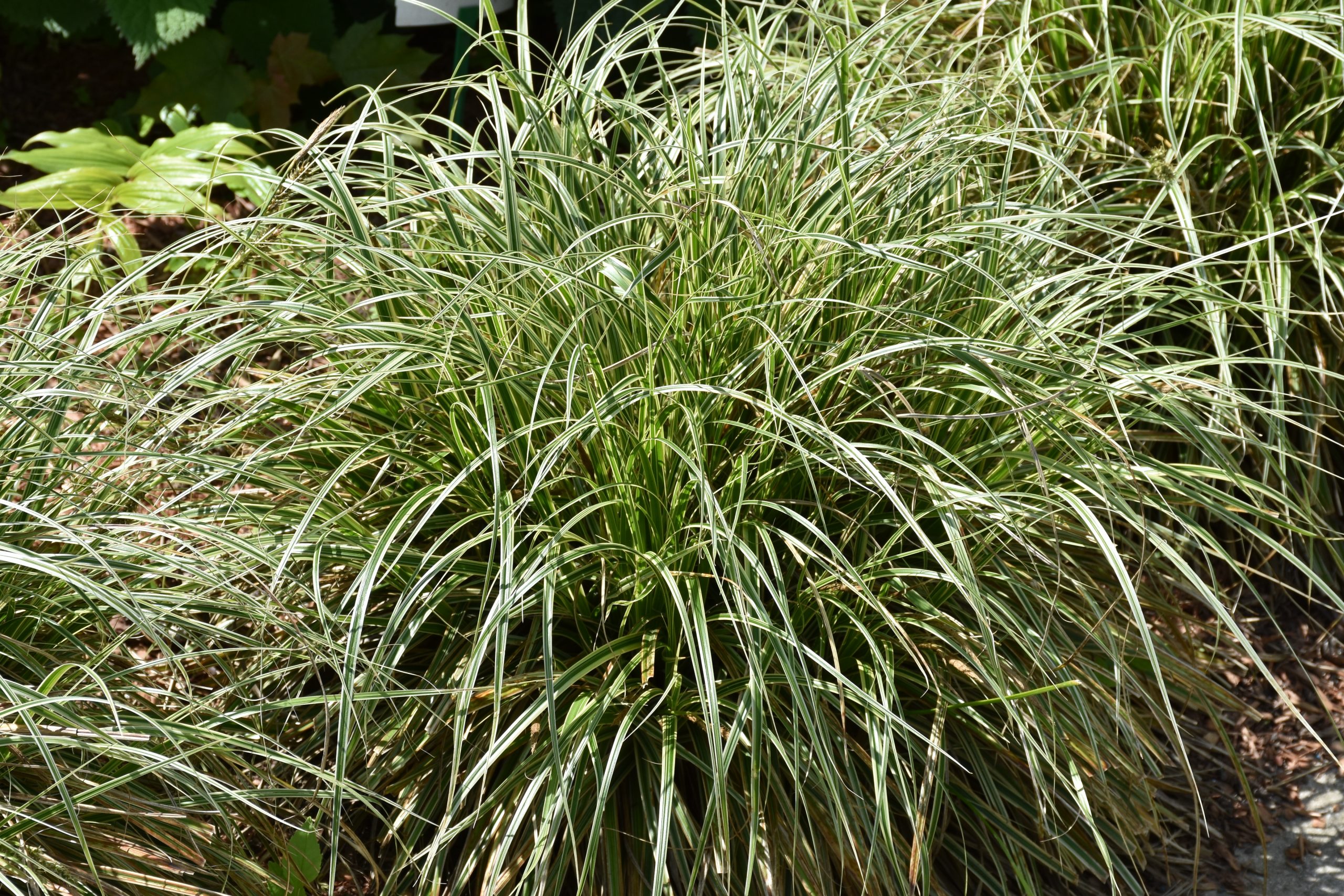 8691_carex_cultorum_feather_falls_XS_005.jpg