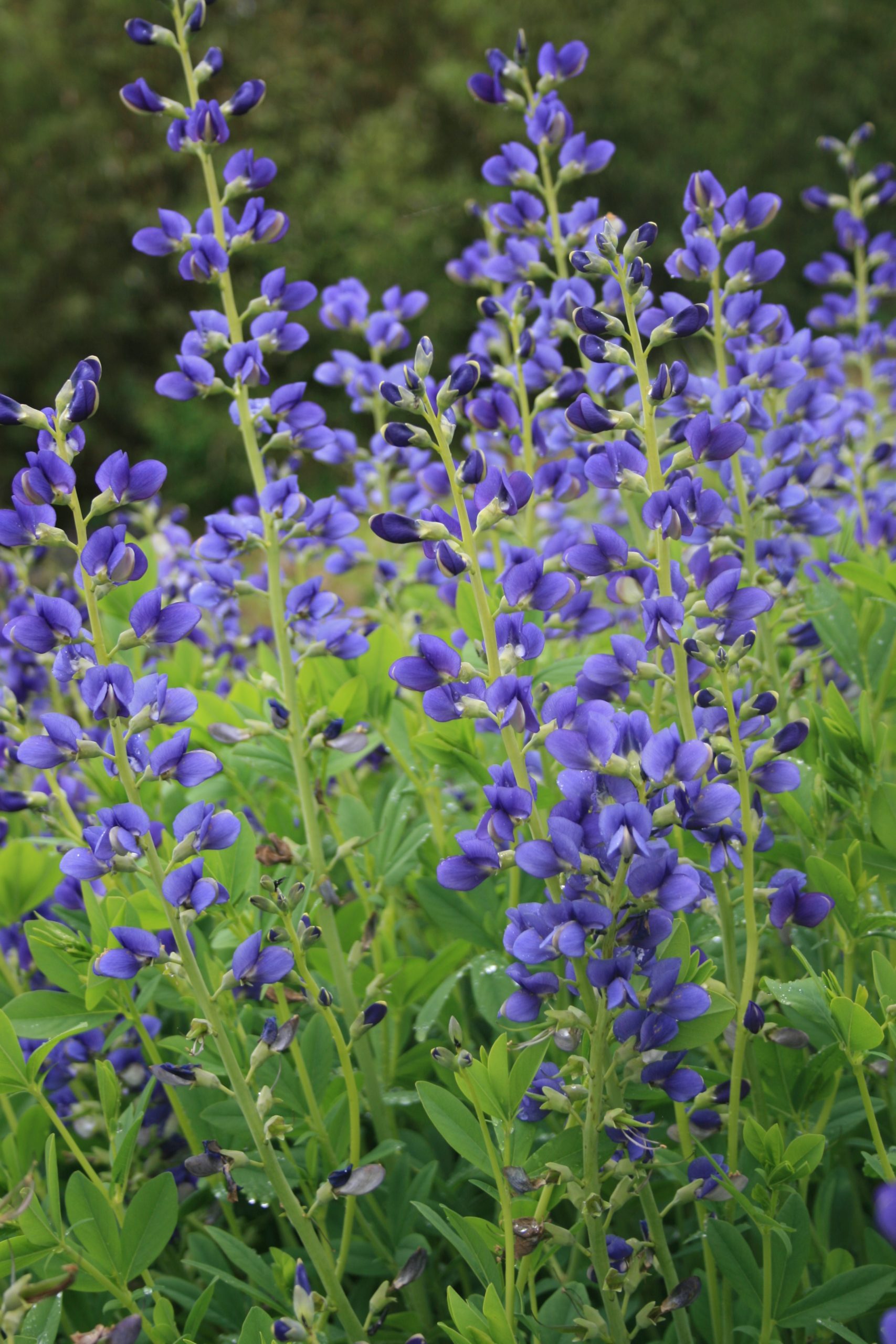 869_baptisia_australis_SS_001.jpeg