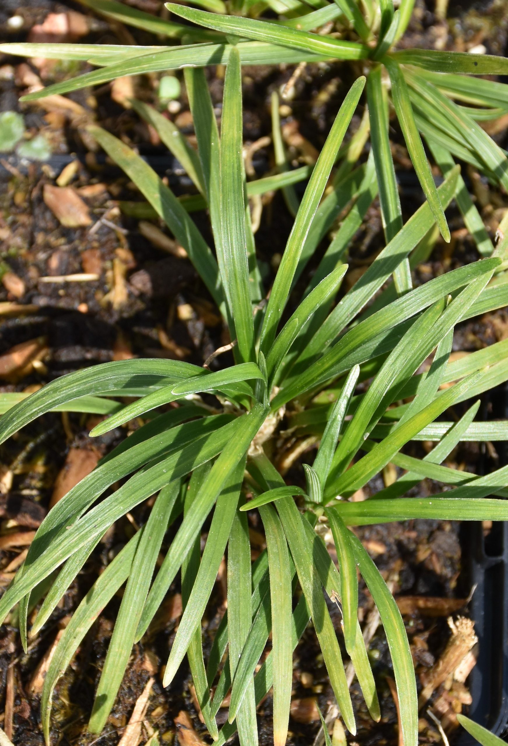 8706_ophiopogon_japonicus_tiny_green_XS_001.jpg