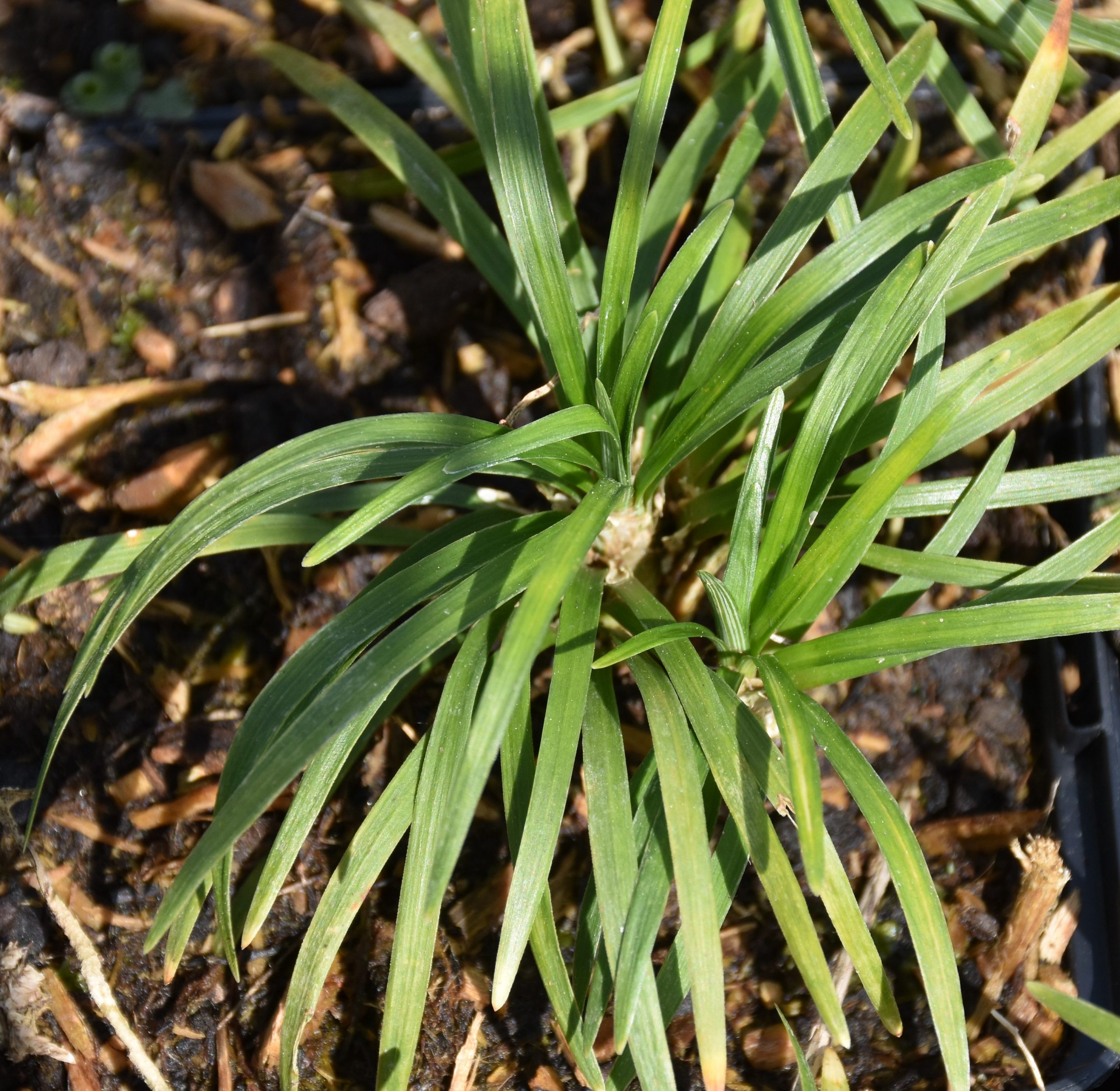 8707_ophiopogon_japonicus_tiny_green_XS_002.jpg