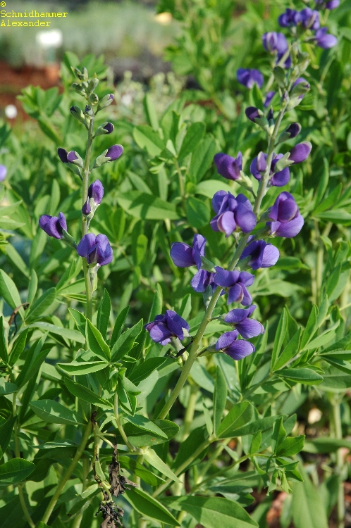 870_baptisia_australis_XS_002.jpeg