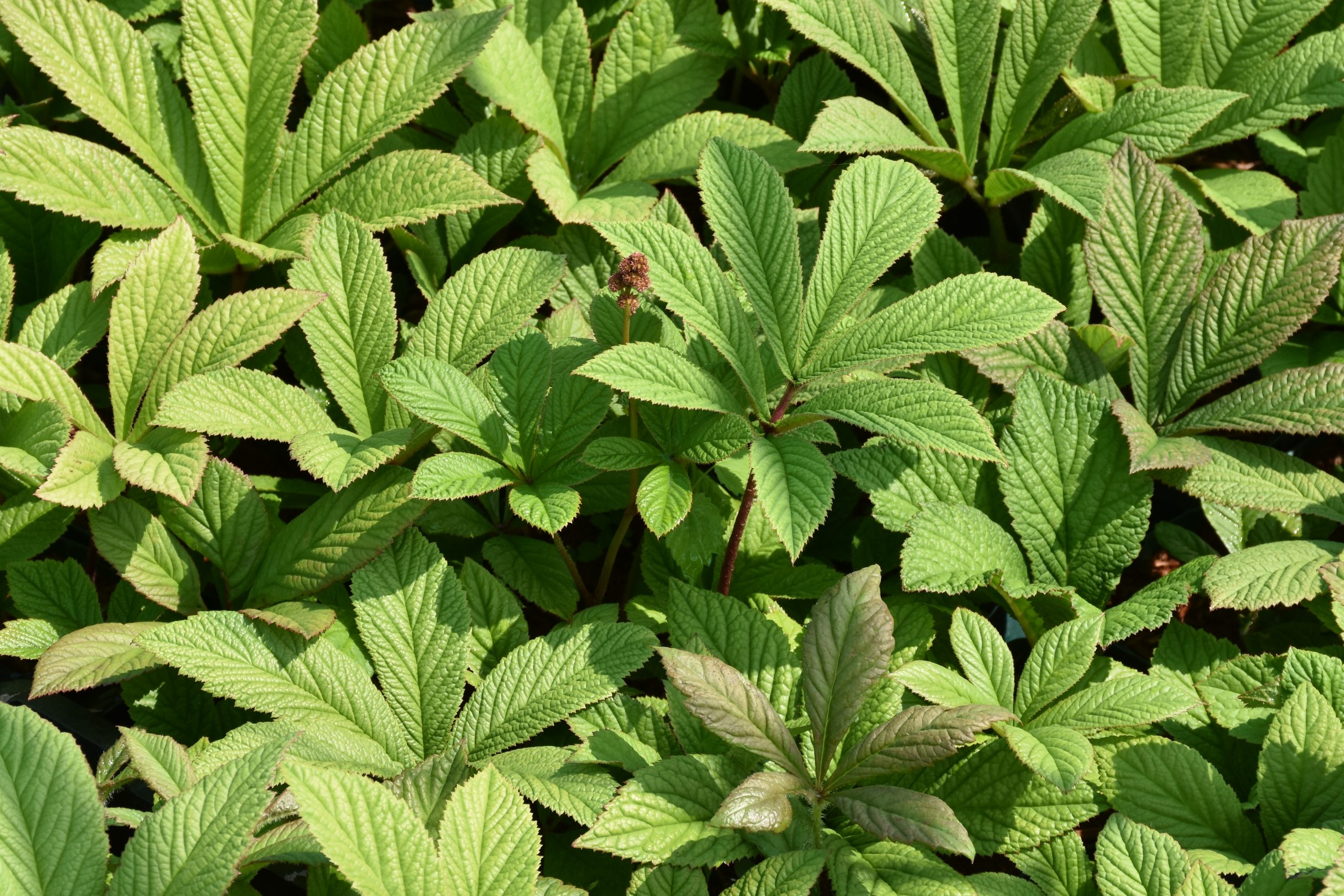 8721_rodgersia_pinnata_XS_002-1.jpg