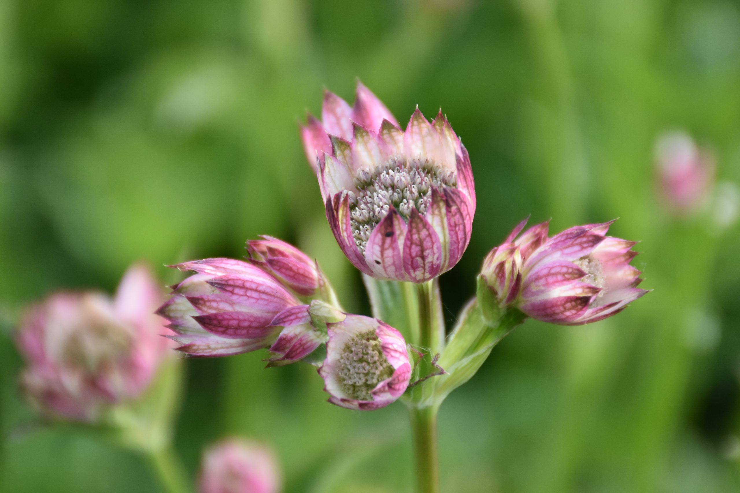 8729_astrantia_bavarica_XS_005.jpg