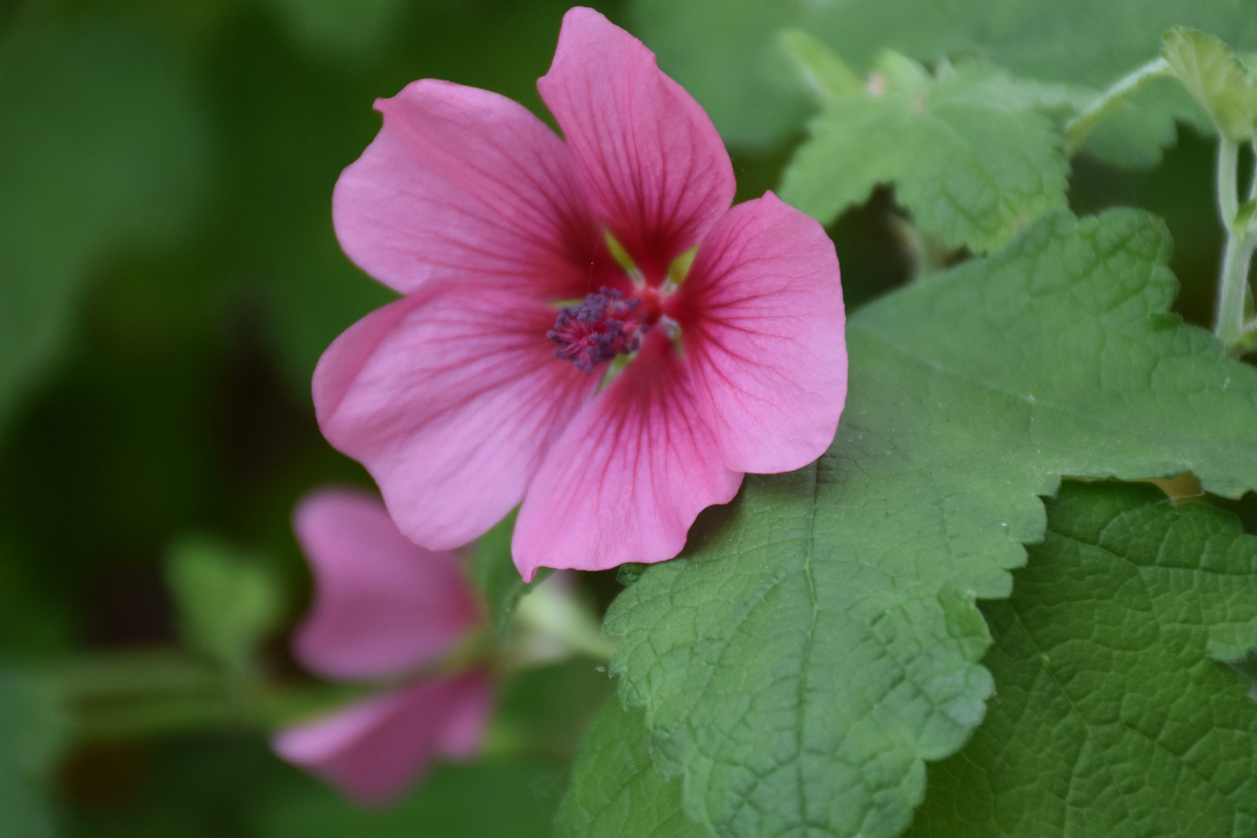 8733_anisodontea_capensis_el_rayo_XS_001.jpg