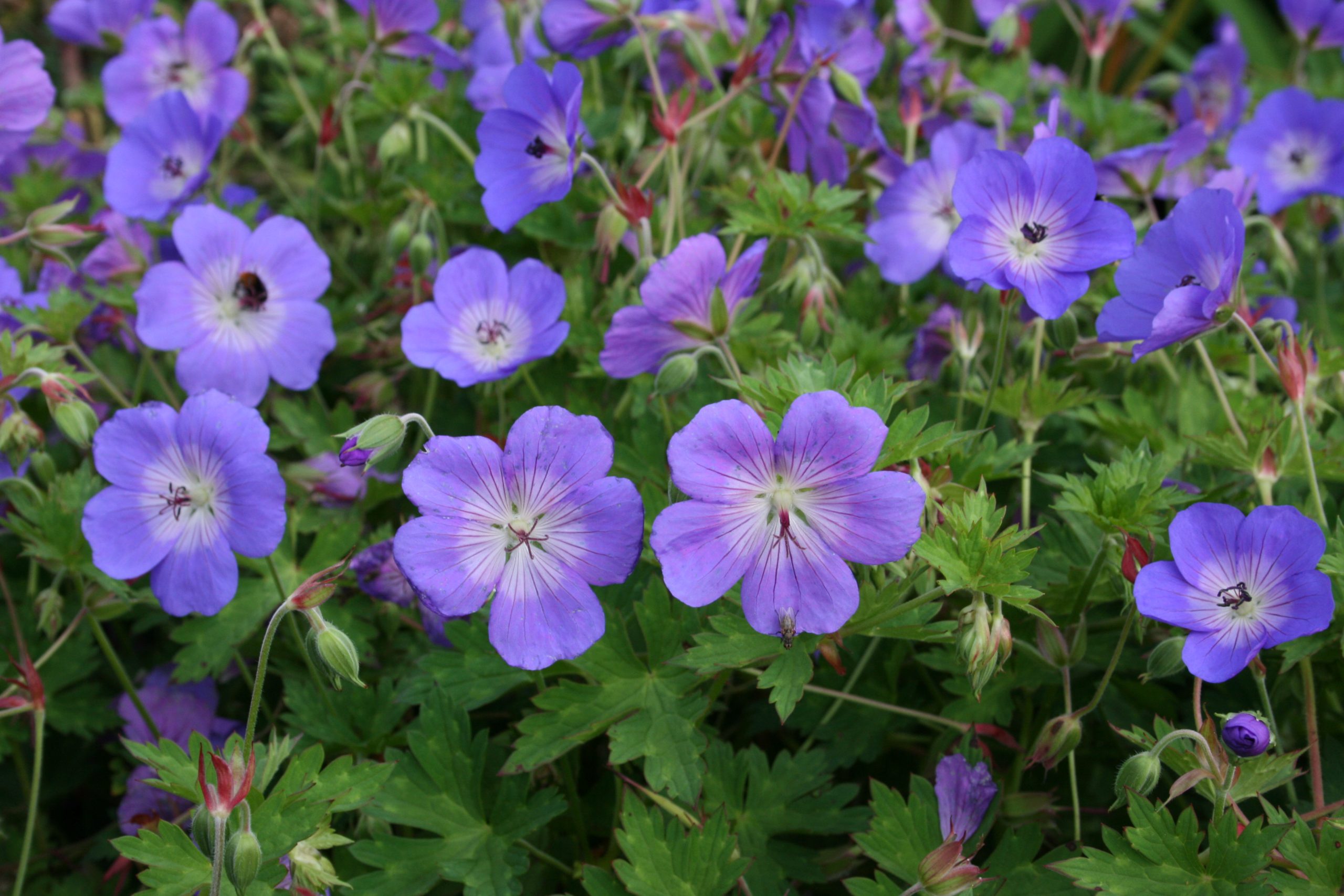 8736_geranium_wallichianum_rozanne_SS_001.jpg