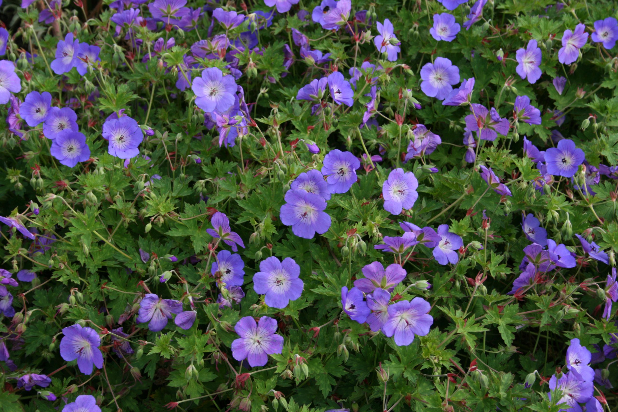 8737_geranium_wallichianum_rozanne_SS_002.jpg