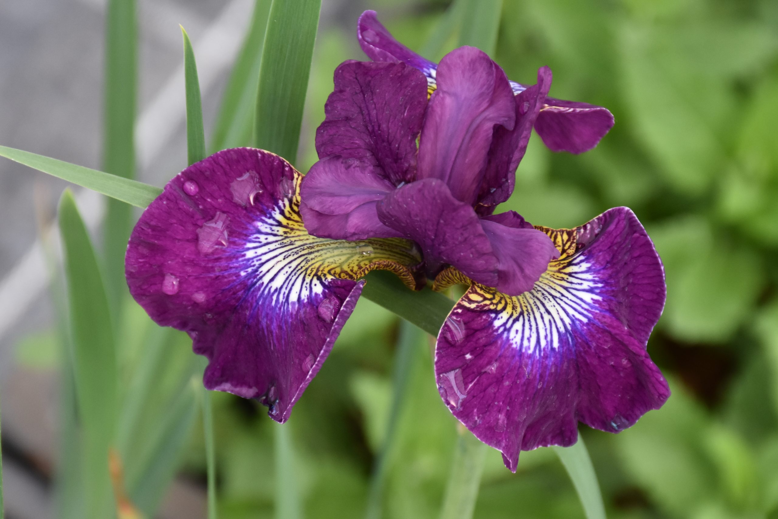 8759_iris_sibirica_berlin_purple_wine_XS_003.jpg