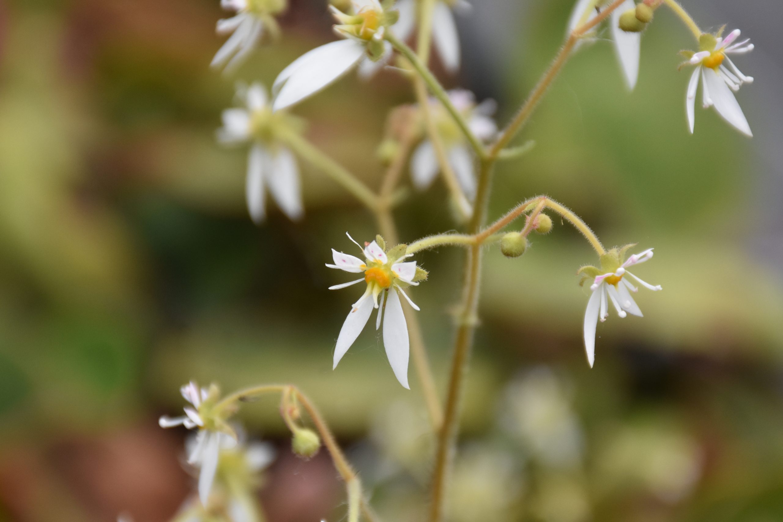 8760_saxifraga_veitchiana_XS_001.jpg