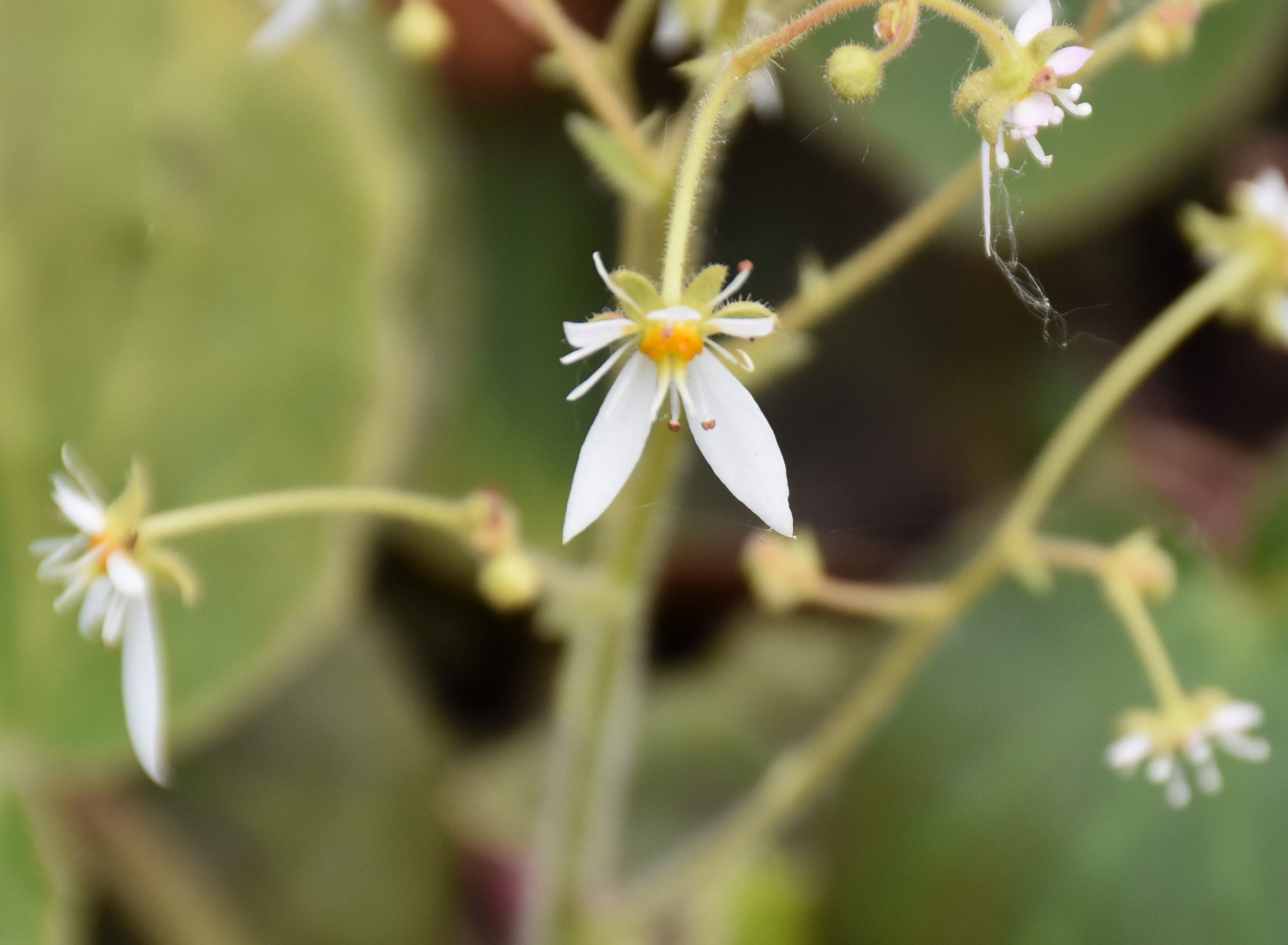 8762_saxifraga_veitchiana_XS_003.jpg
