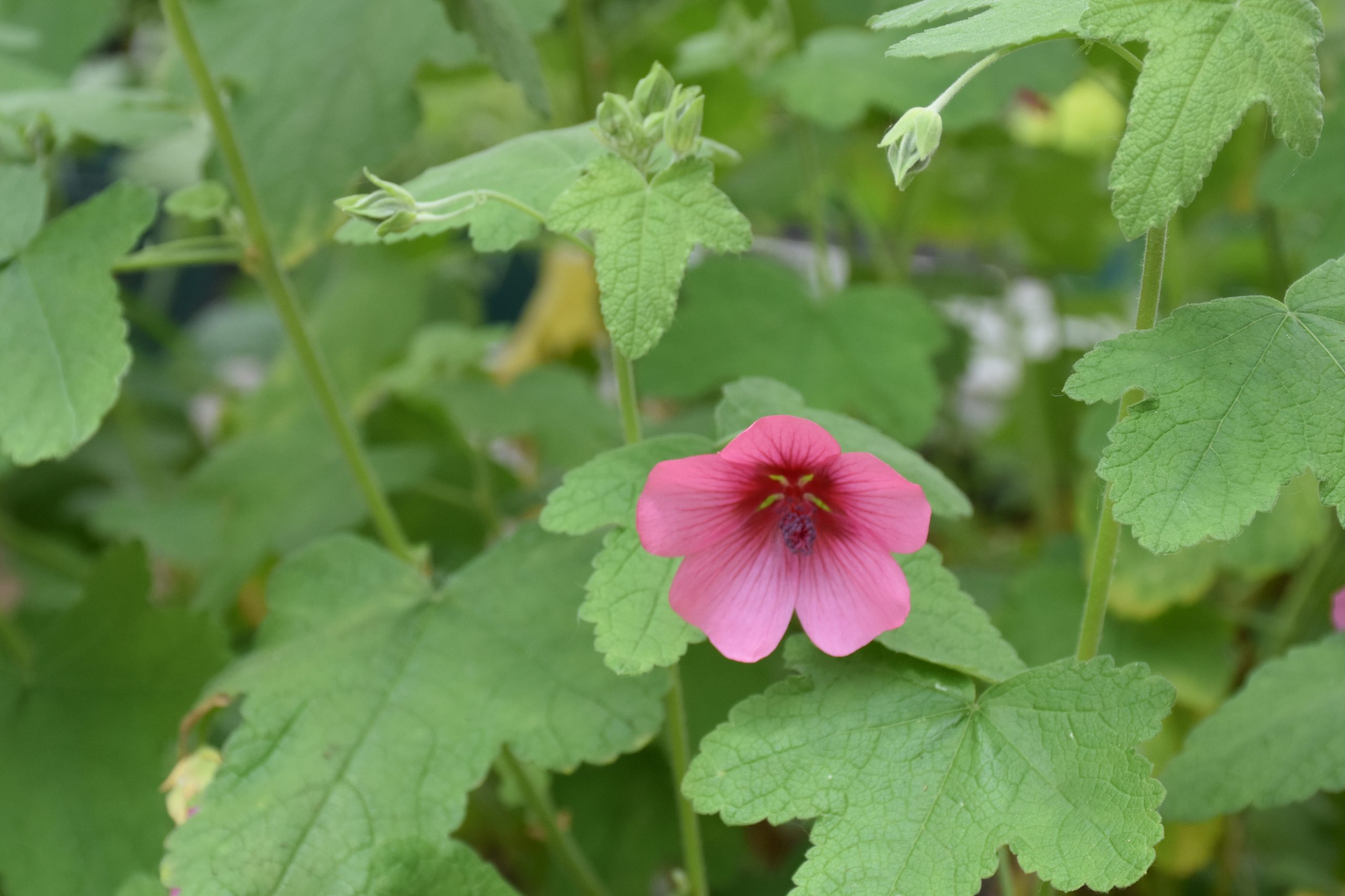 8765_anisodontea_capensis_el_rayo_XS_004.jpg