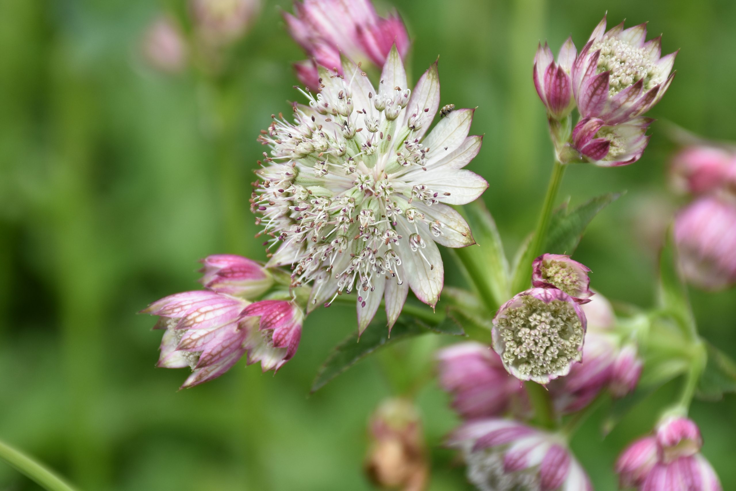 8768_astrantia_bavarica_XS_008.jpg