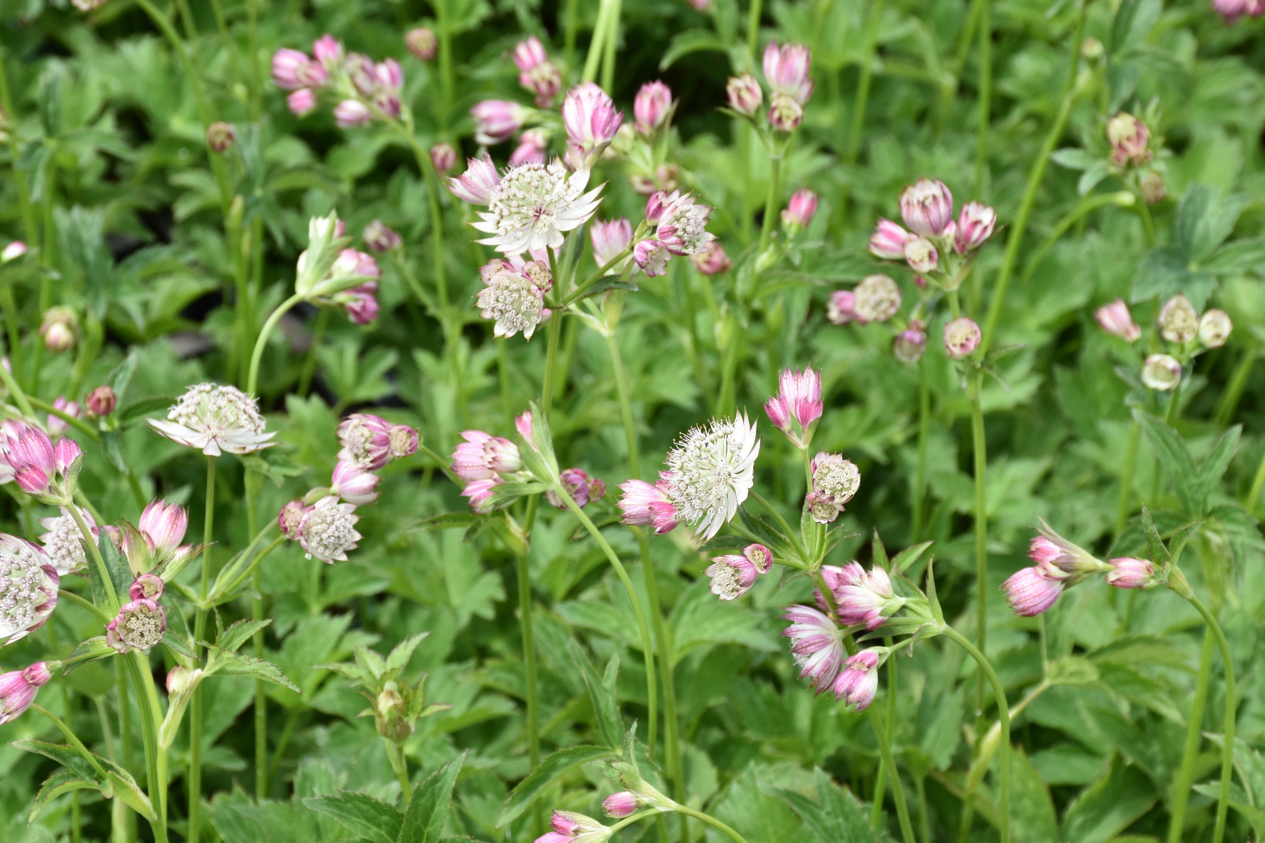 8769_astrantia_bavarica_XS_009.jpg