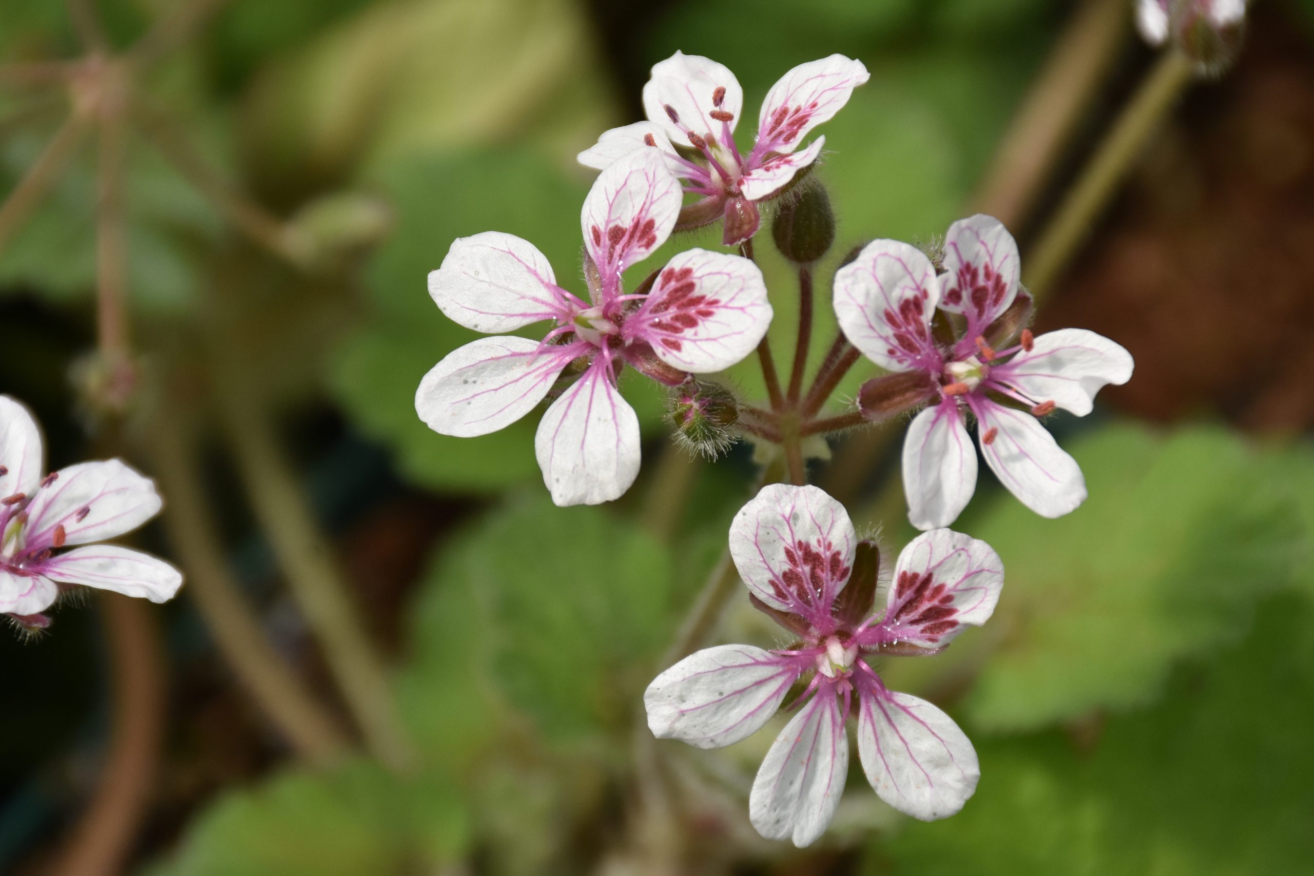 8772_erodium_pelargoniflorum_XS_001.jpg