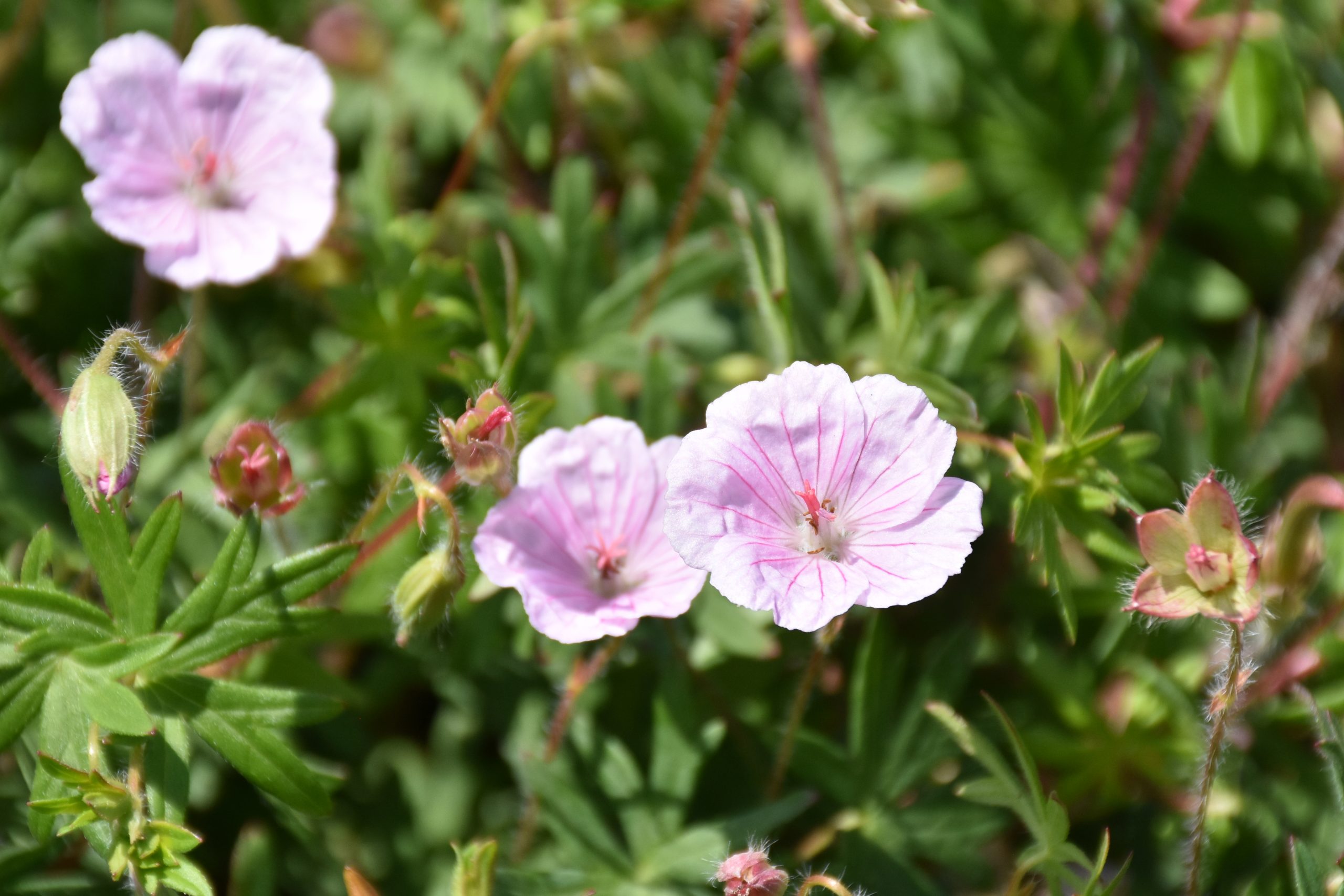 8778_geranium_sanguineum_apfelblute_XS_002.jpg